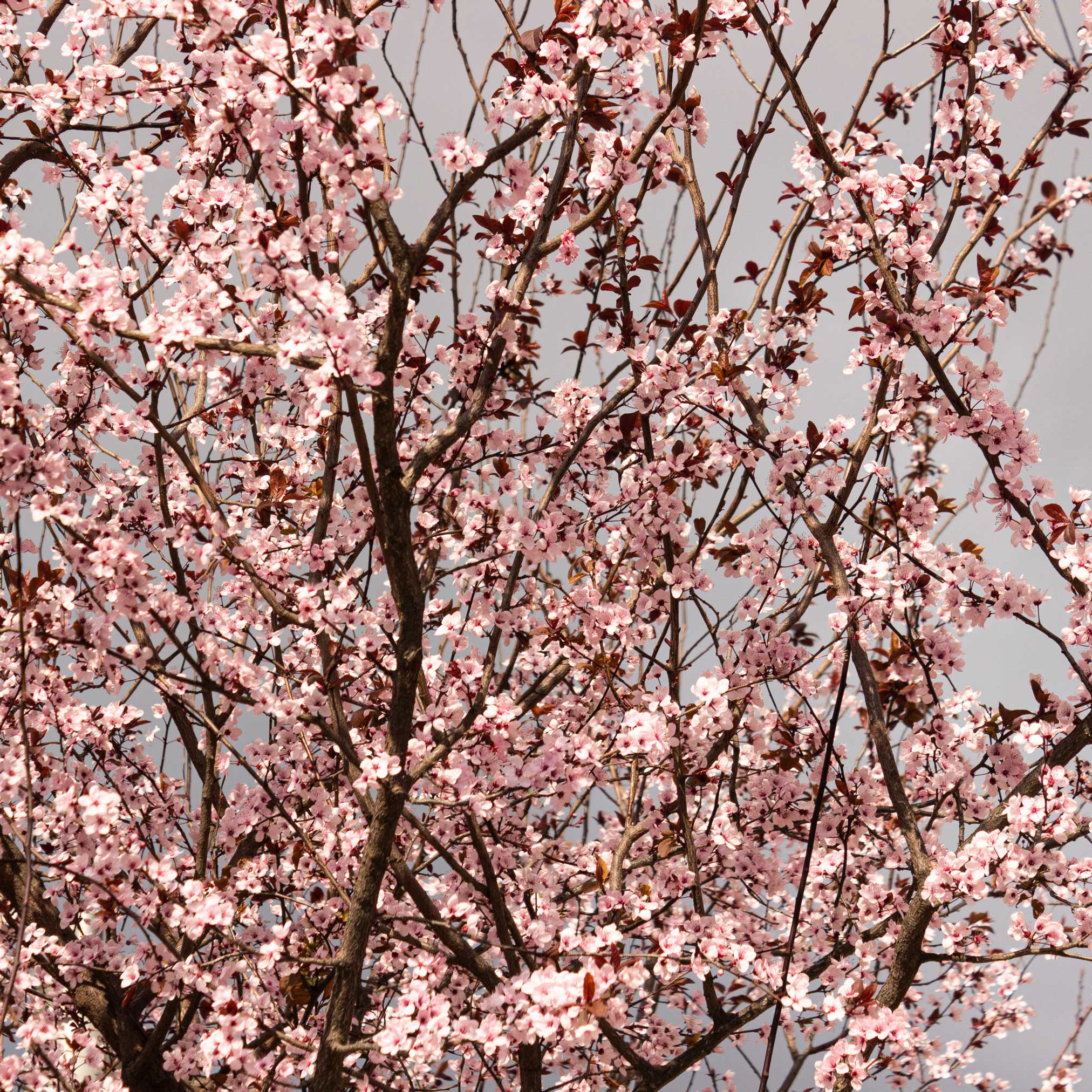 Tree with pink blossoms against a clear sky. Henderson Garden Supply