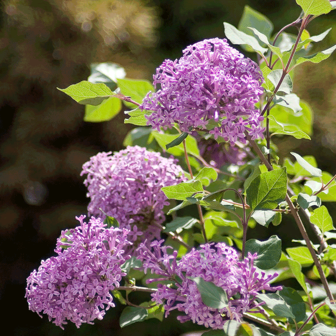 Bloomerang® Lilac Bush – Fragrant Reblooming Lilac