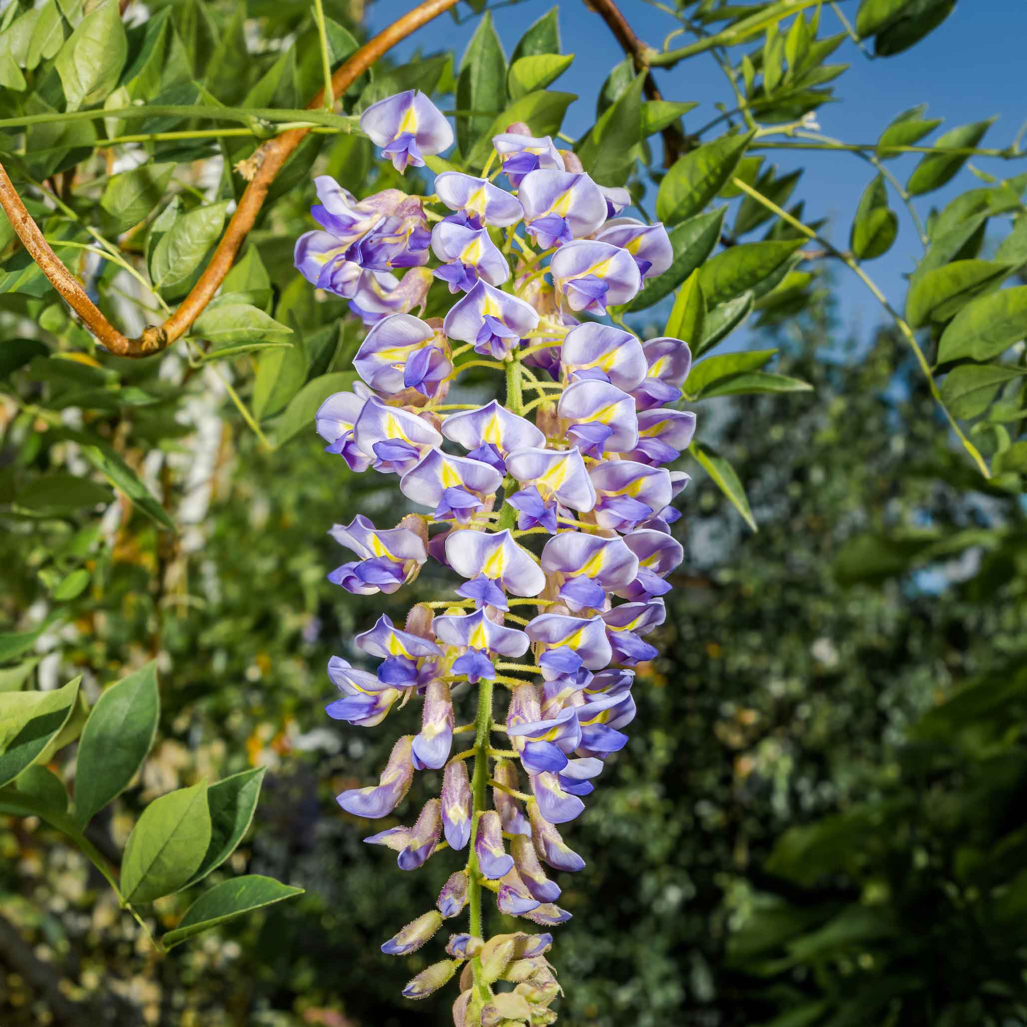 Vine of purple flowers with green leaves against a blue sky. Henderson Garden Supply