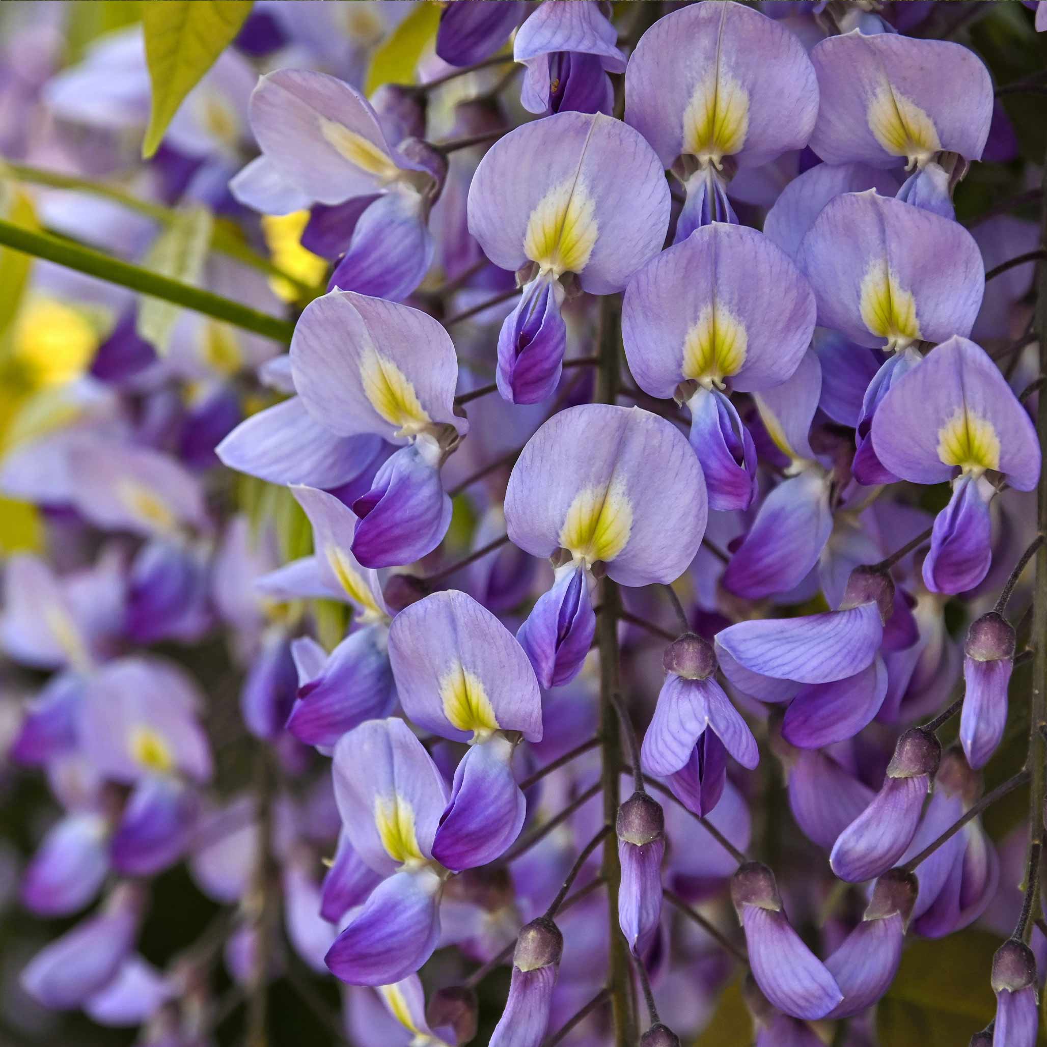 Close-up of purple and yellow flowers - blue wisteria - Henderson Garden Supply