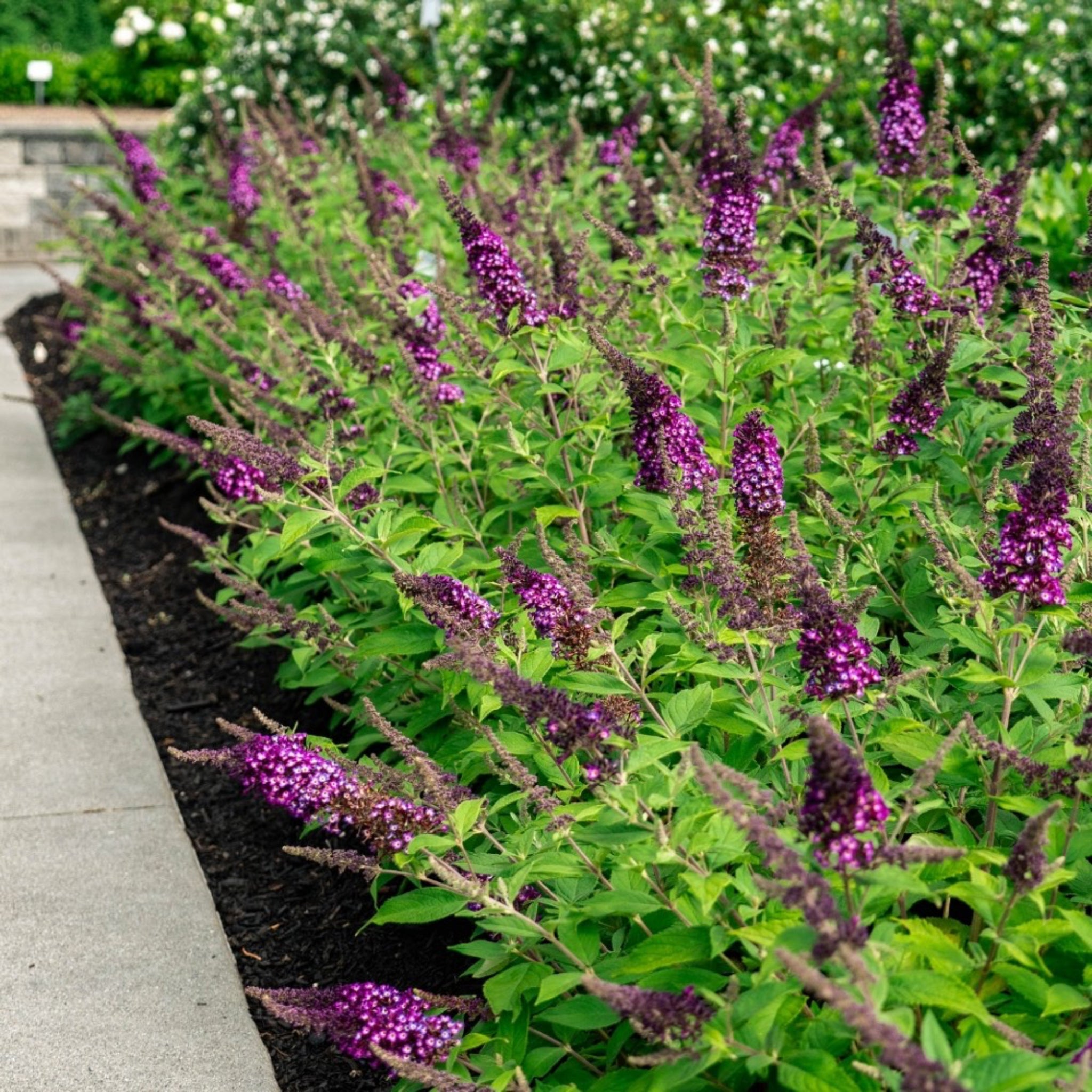Row of purple flowering plants in a garden setting. Butterfly bush - Henderson Garden Supply