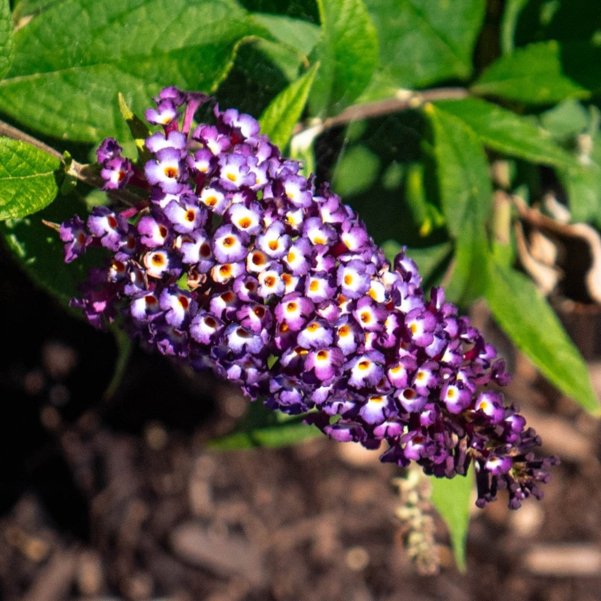 Purple flower cluster with green leaves in the background. Henderson Garden Supply