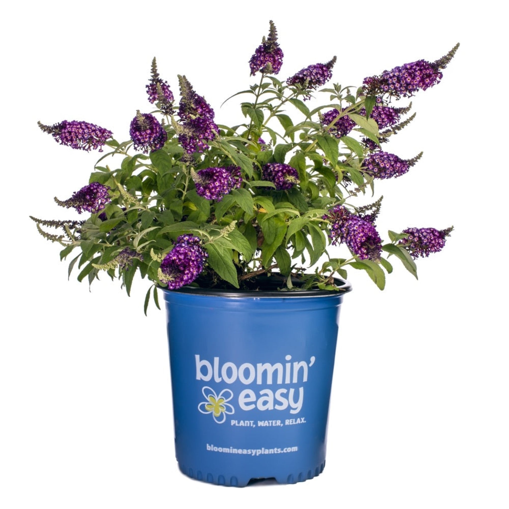 Potted plant with purple flowers in a blue 'bloomin' easy' container on a white background. Henderson Garden Supply