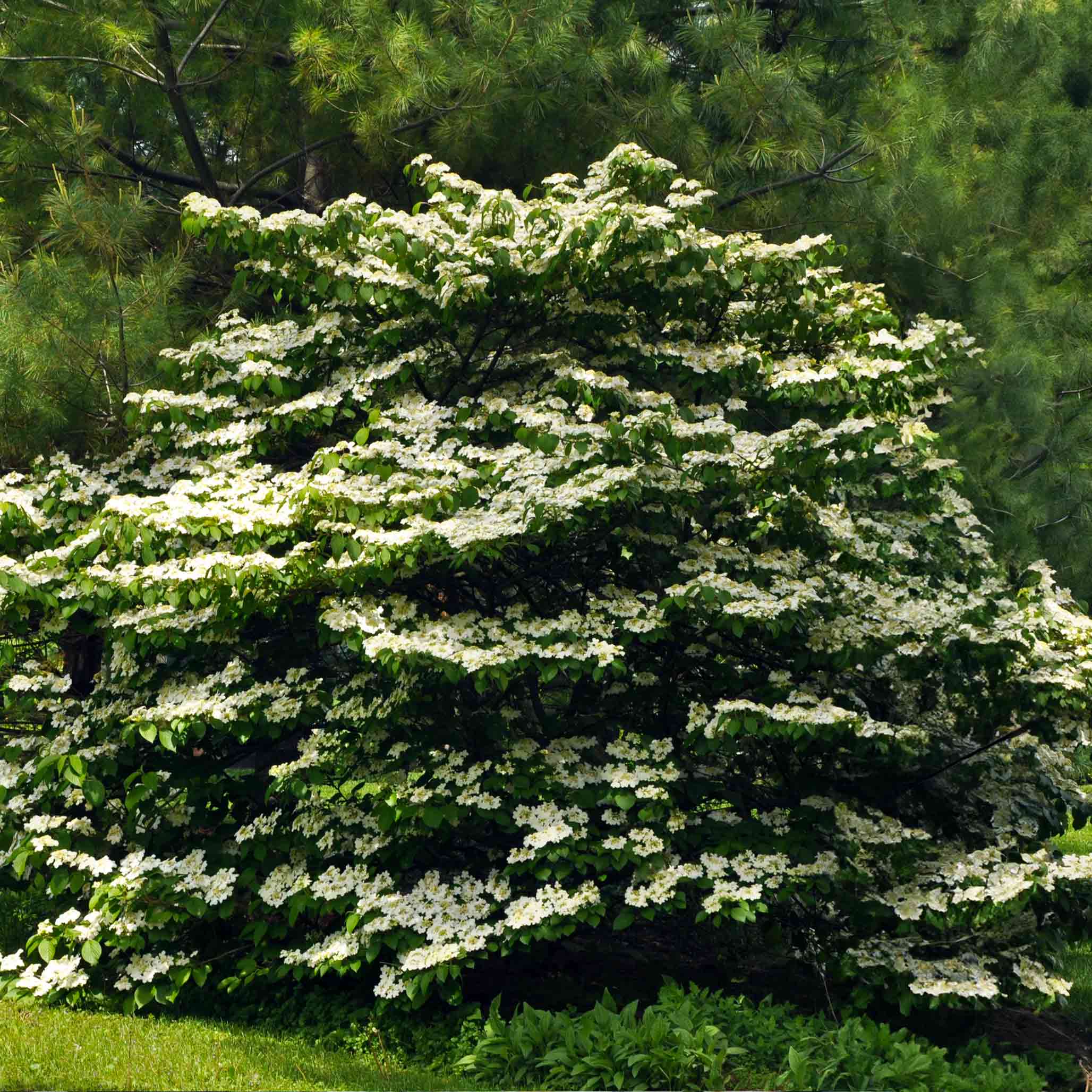 Tree with white flowers in a forest setting. Henderson Garden Supply