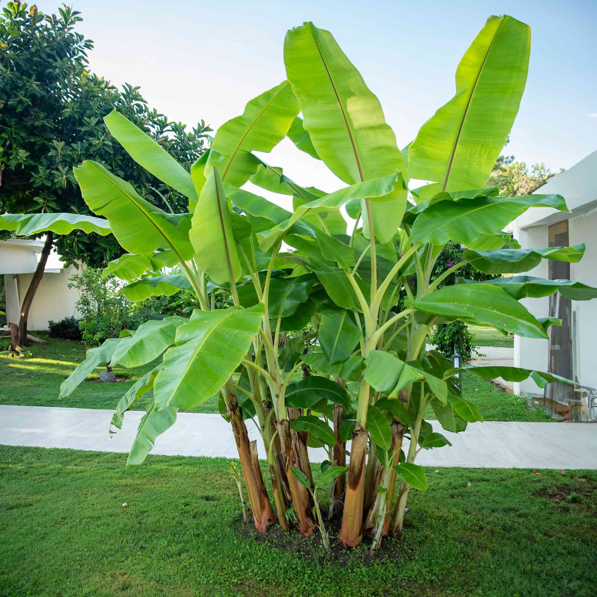 Large banana plant in a garden with a house in the background. Henderson Garden Supply
