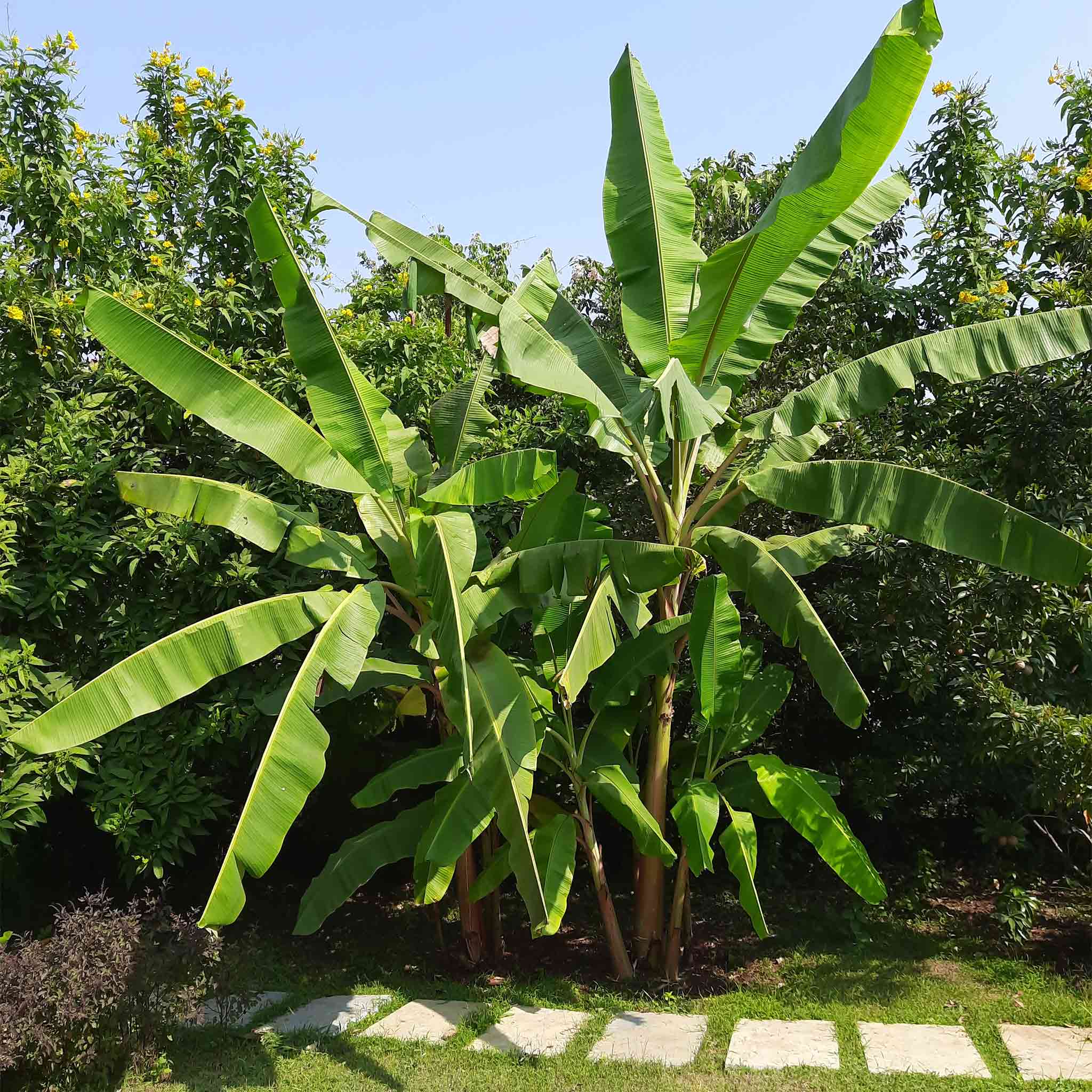 Large banana plant with green leaves in a garden setting. Henderson Garden Supply