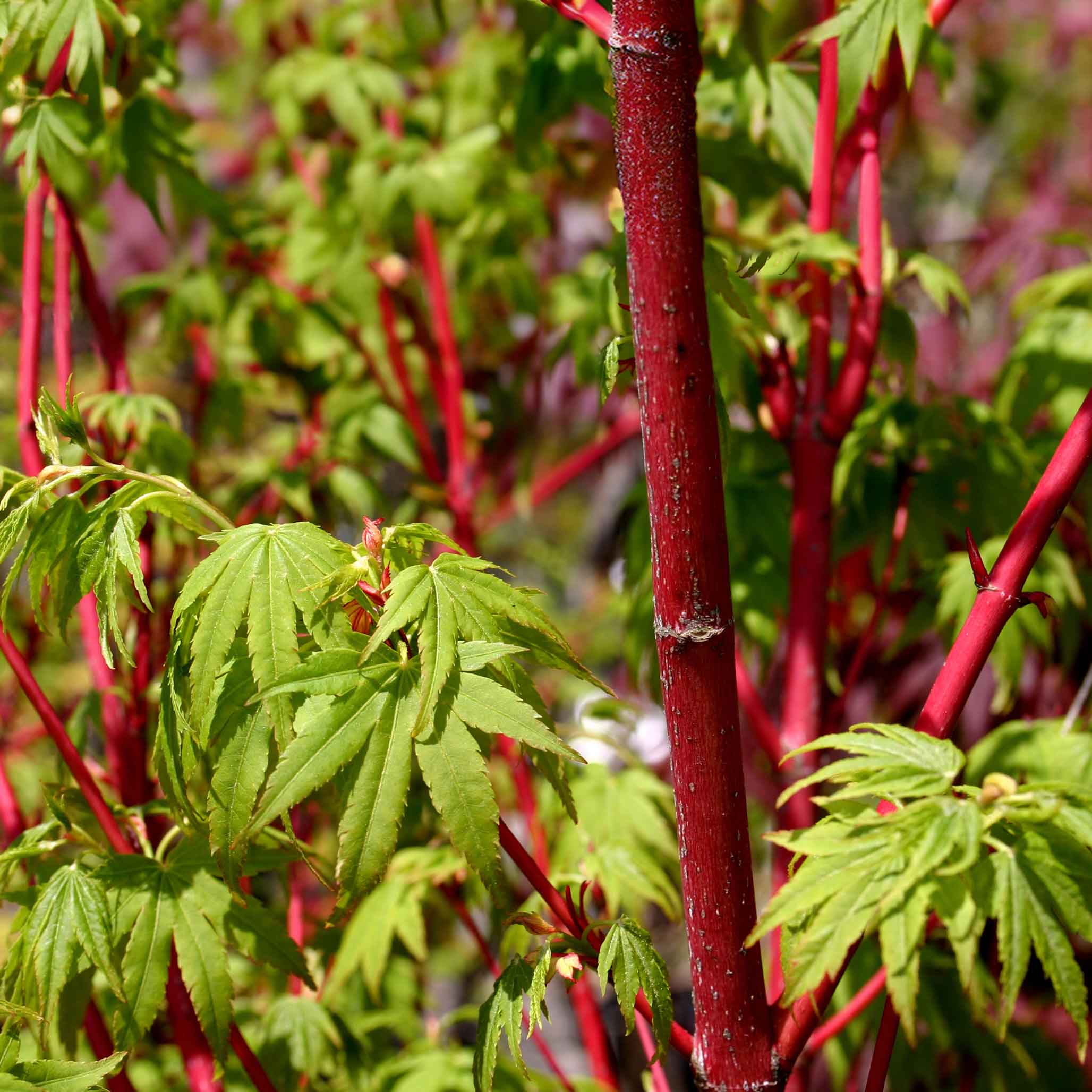 Close-up of a plant with red stems and green leaves. Henderson Garden Supply