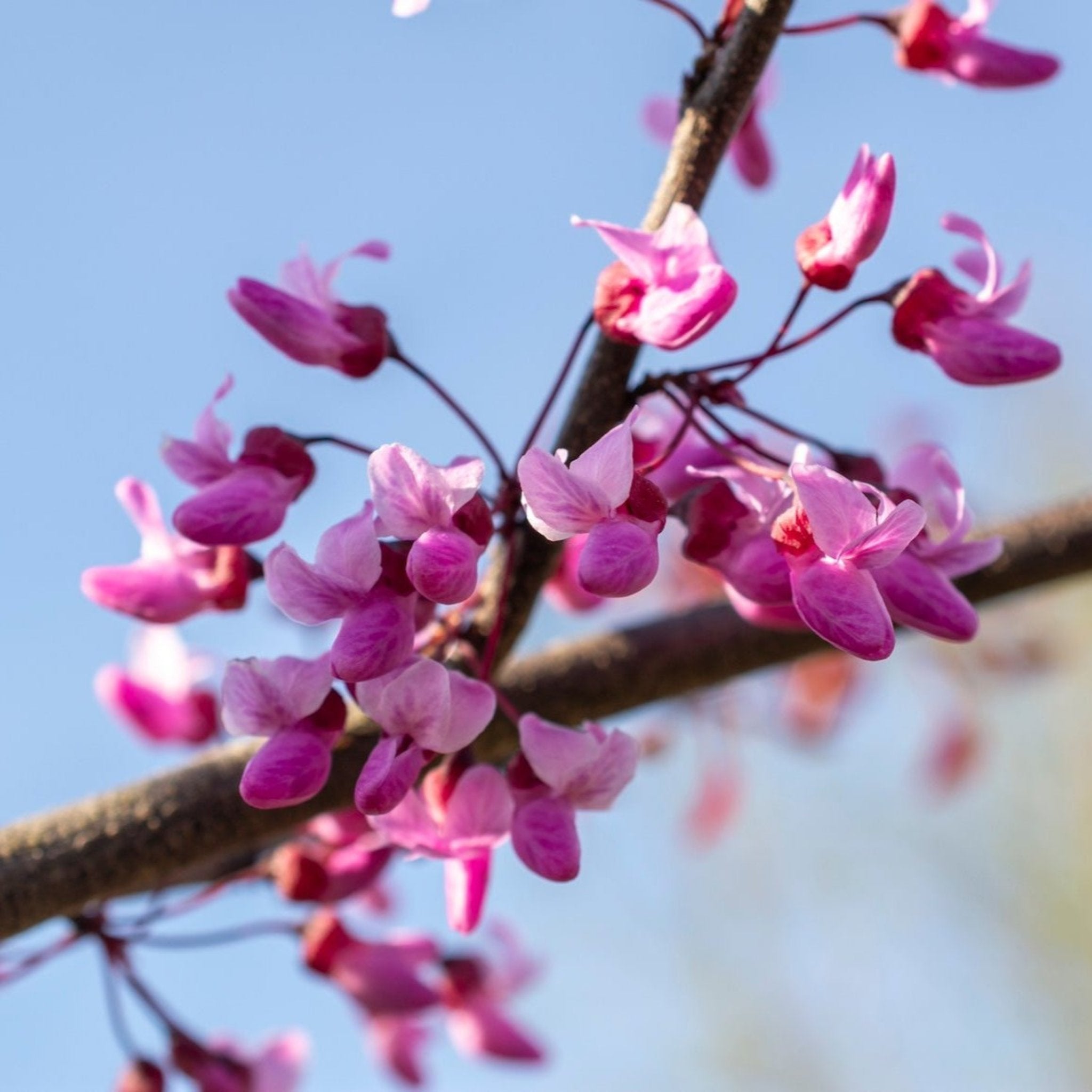 Close-up of pink flowers on a branch against a blue sky. Henderson Garden Supply
