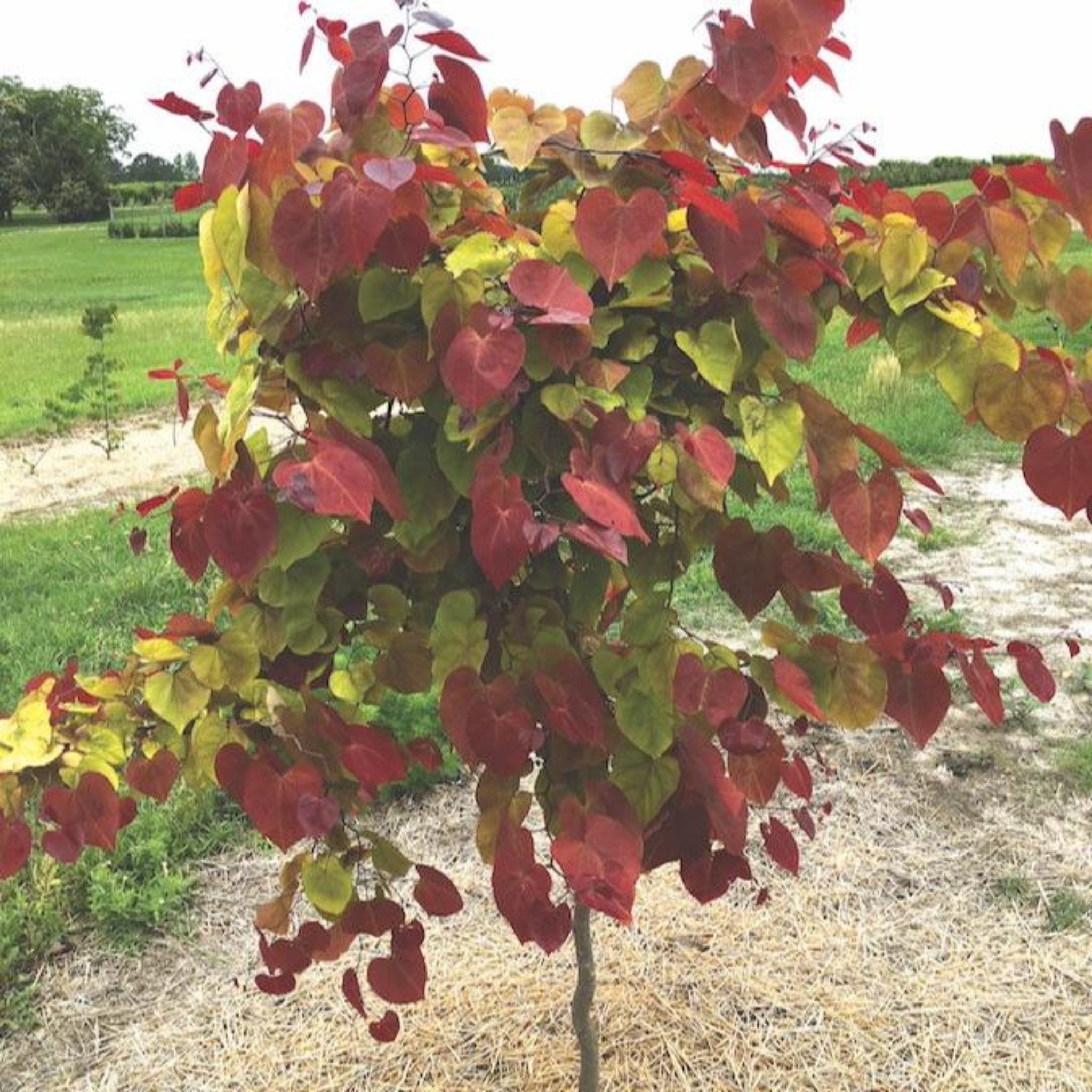Tree with red and green leaves in a field. Henderson Garden Supply