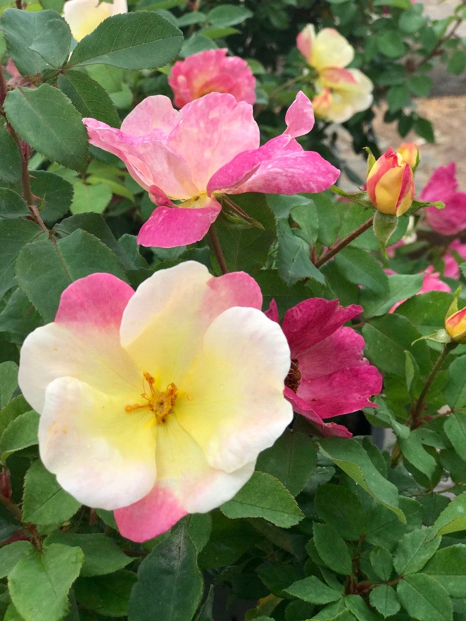 The Champion™ Sunblush Rose – Yellow-to-Pink Shrub Rose
