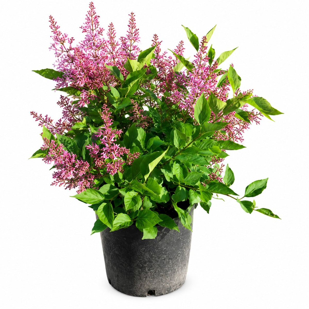 Miss Kim Lilac – Fragrant Lavender-Blue Flowering Shrub