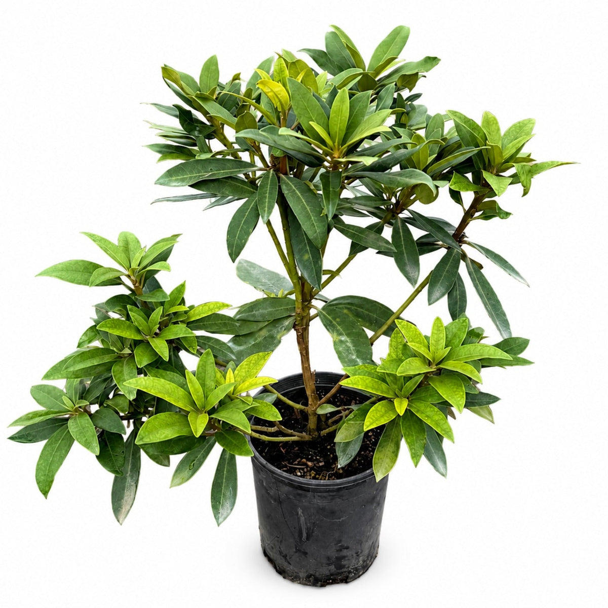 Chionoides Rhododendron – White-Blooming Evergreen Shrub