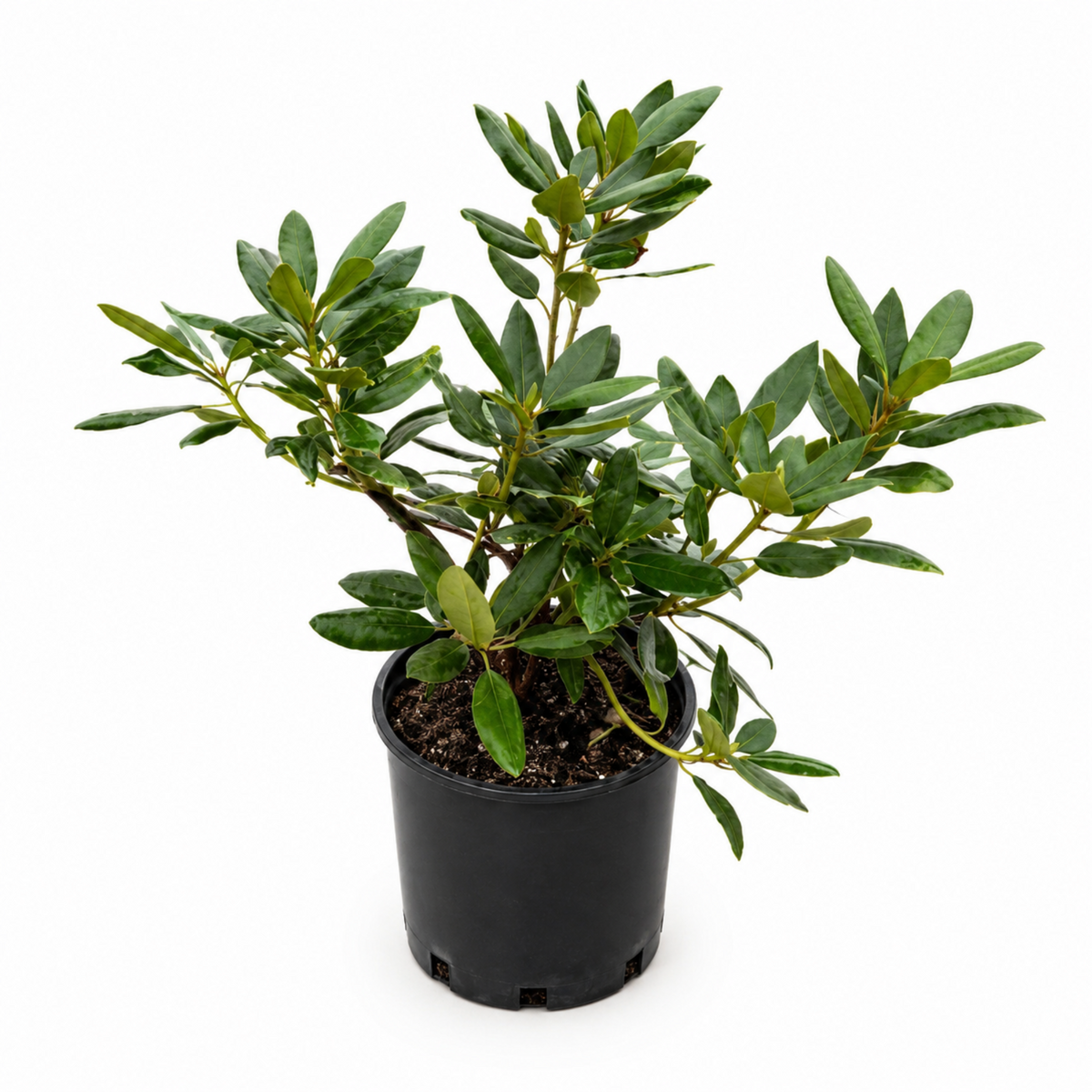 Roseum Elegans Rhododendron – Rose-Lilac Evergreen Shrub