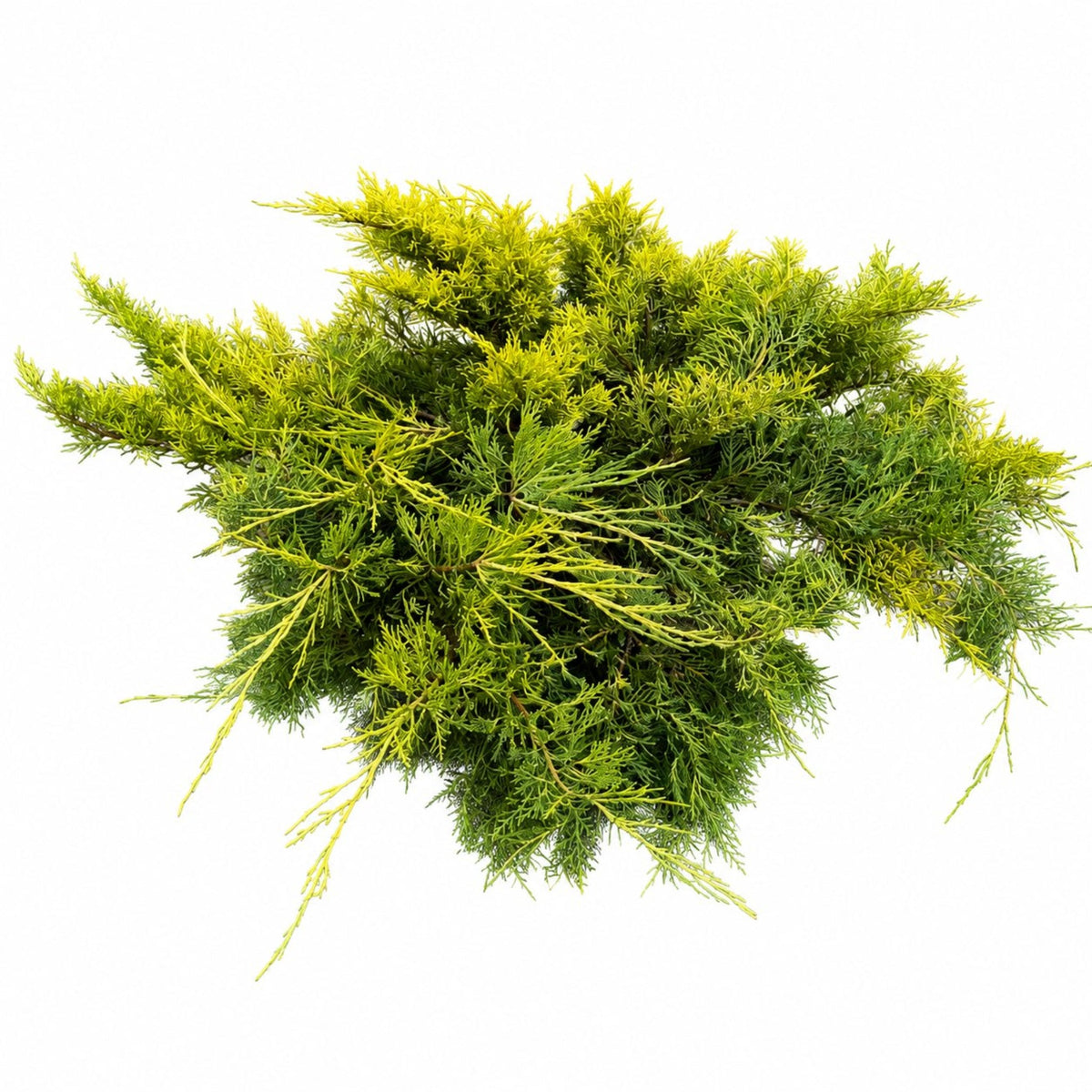 Scandia Juniper – Low-Spreading Evergreen Groundcover