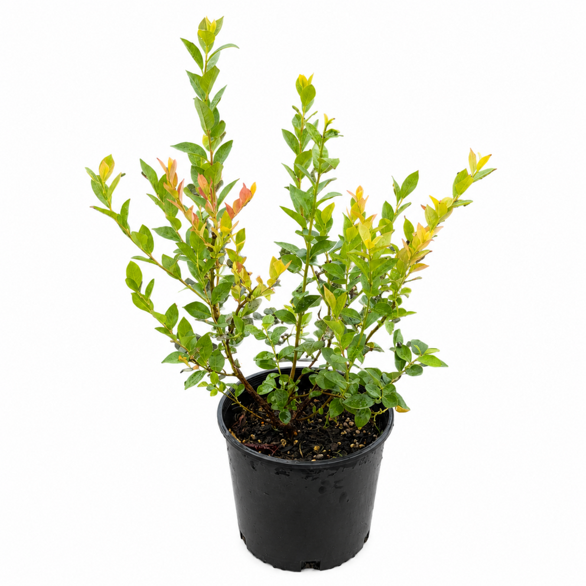 Sweetheart Blueberry Bush – Early-Season Sweet Berries