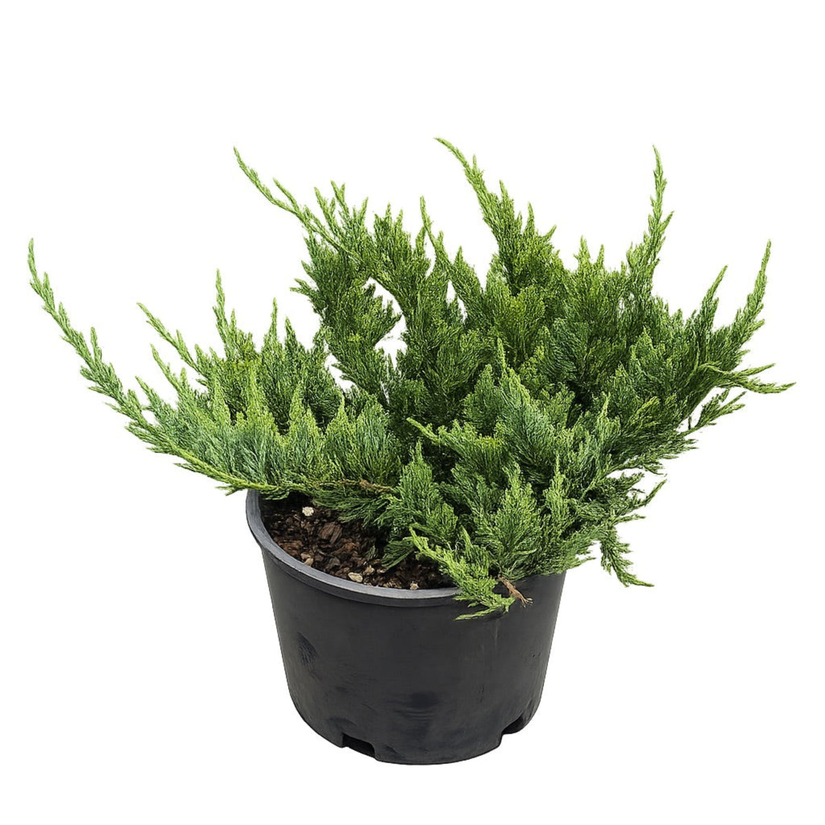New Blue Tam Juniper – Blue Evergreen Groundcover