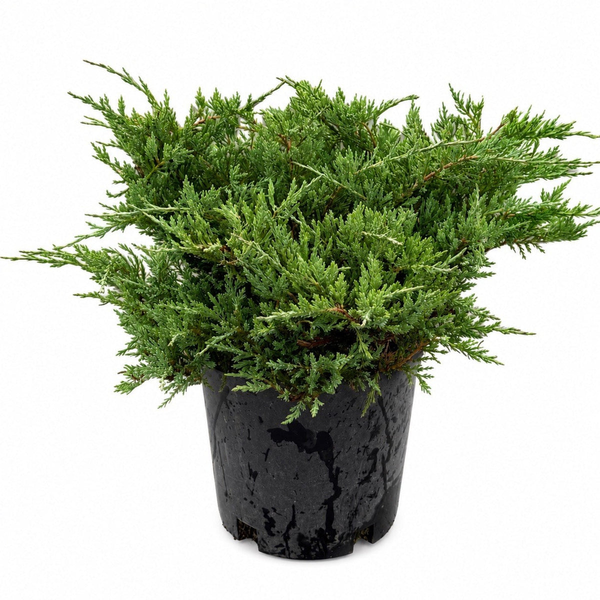 Youngstown Andorra Juniper – Evergreen Groundcover