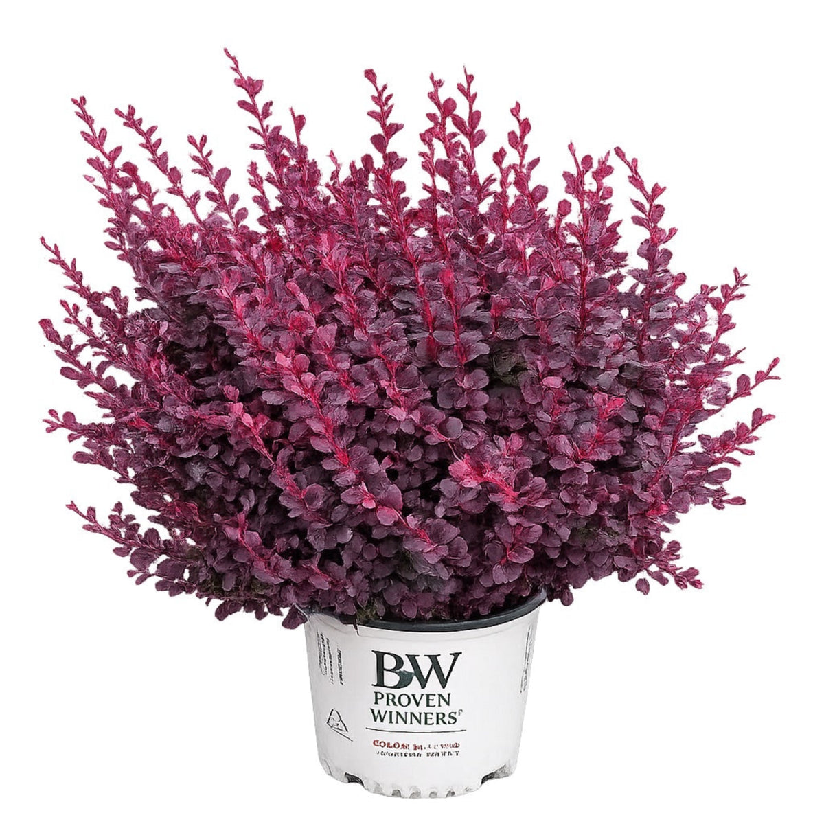 Sunjoy Mini Maroon® Barberry – Compact Purple-Foliage Shrub