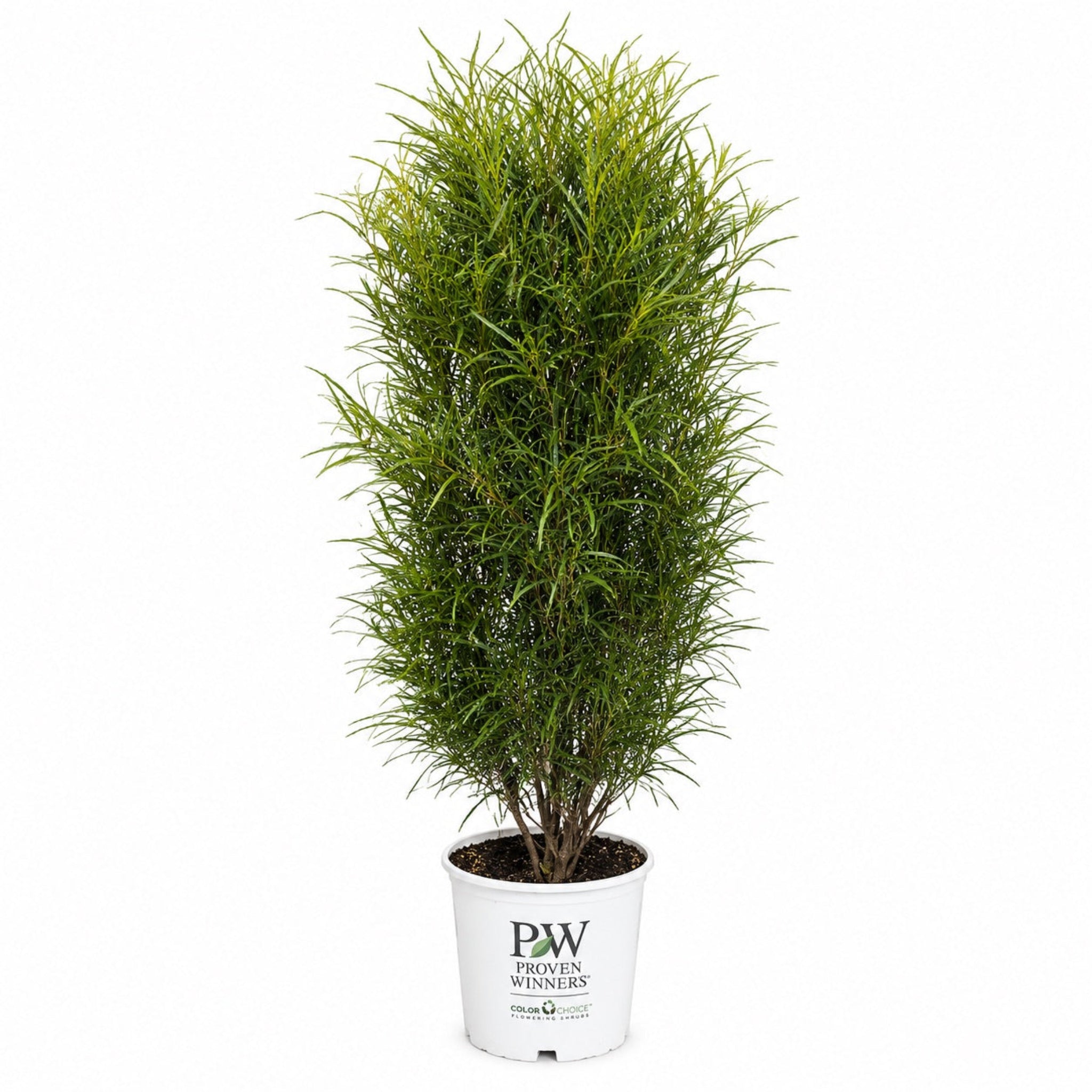 Potted plant with a white container featuring 'Proven Winners' logo on a white background - Henderson Garden Supply