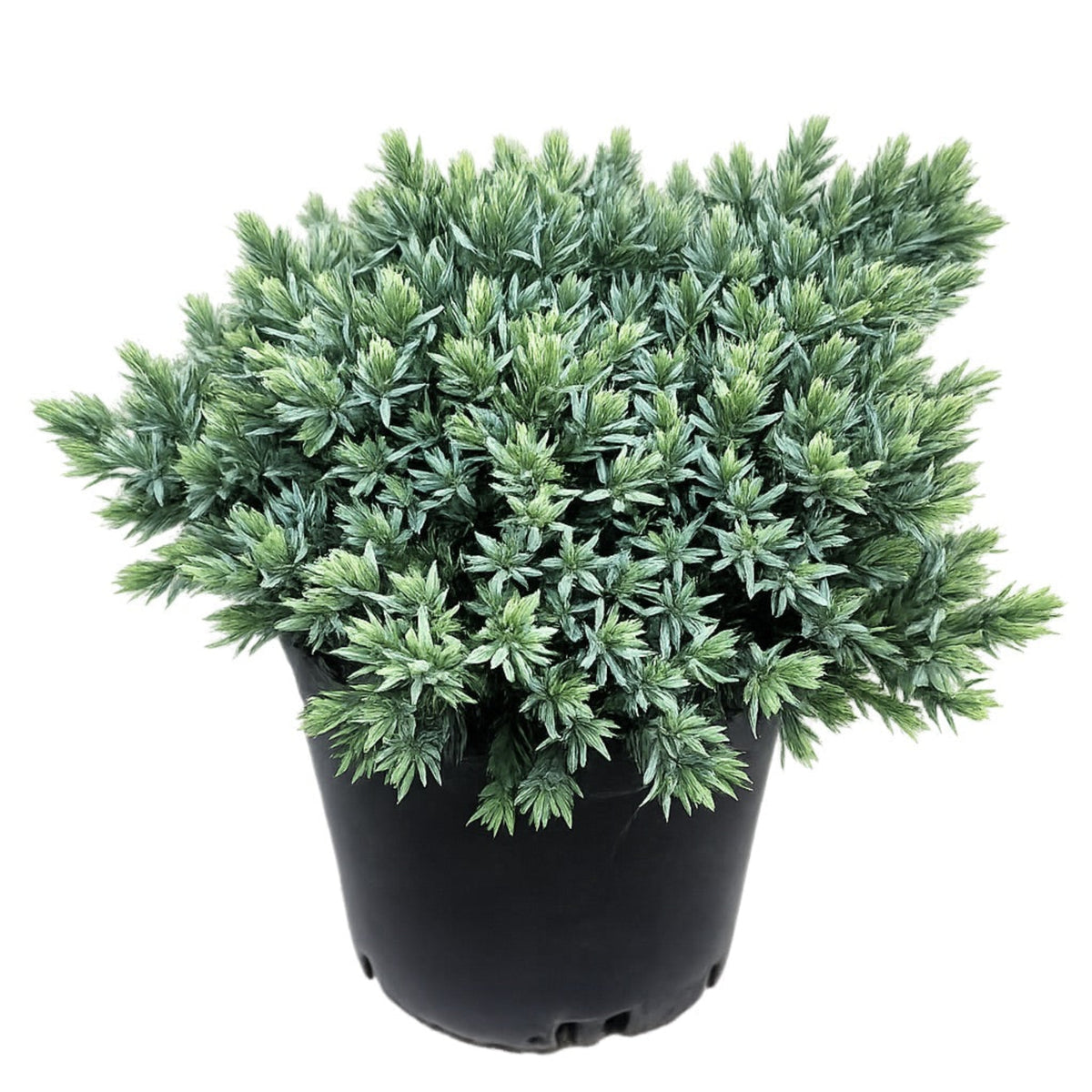 Blue Star Juniper – Dwarf Evergreen with Blue Foliage