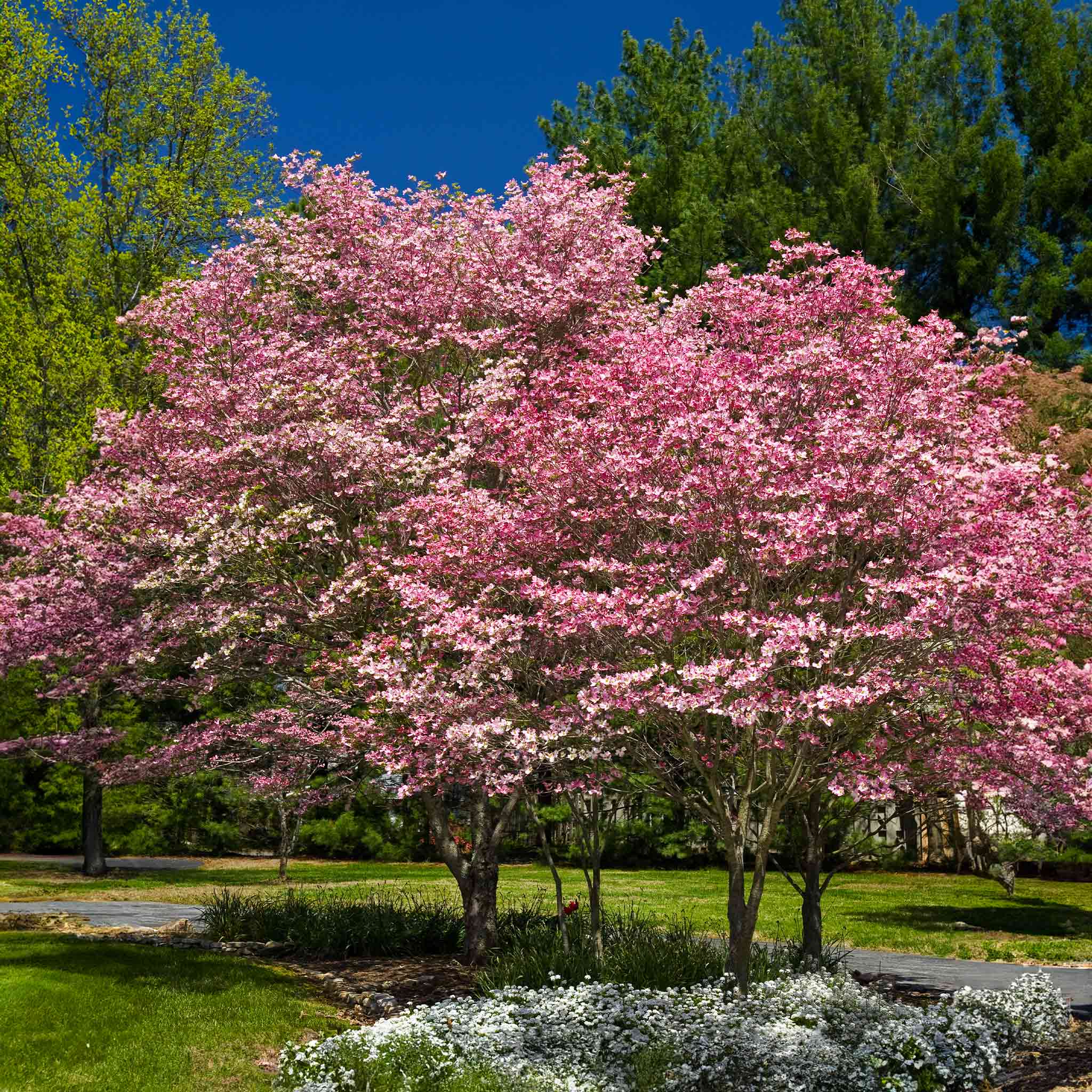 Pink flowering trees in a park with green grass and blue sky. Henderson Garden Supply