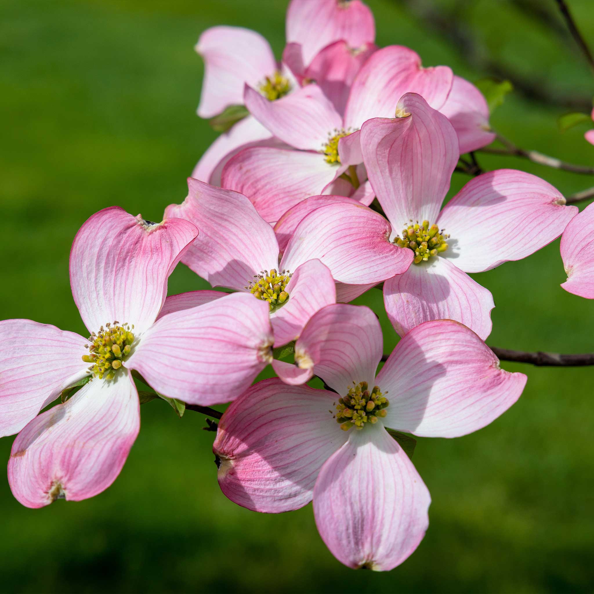 Close-up of pink dogwood flowers with a blurred green background. Henderson Garden Supply