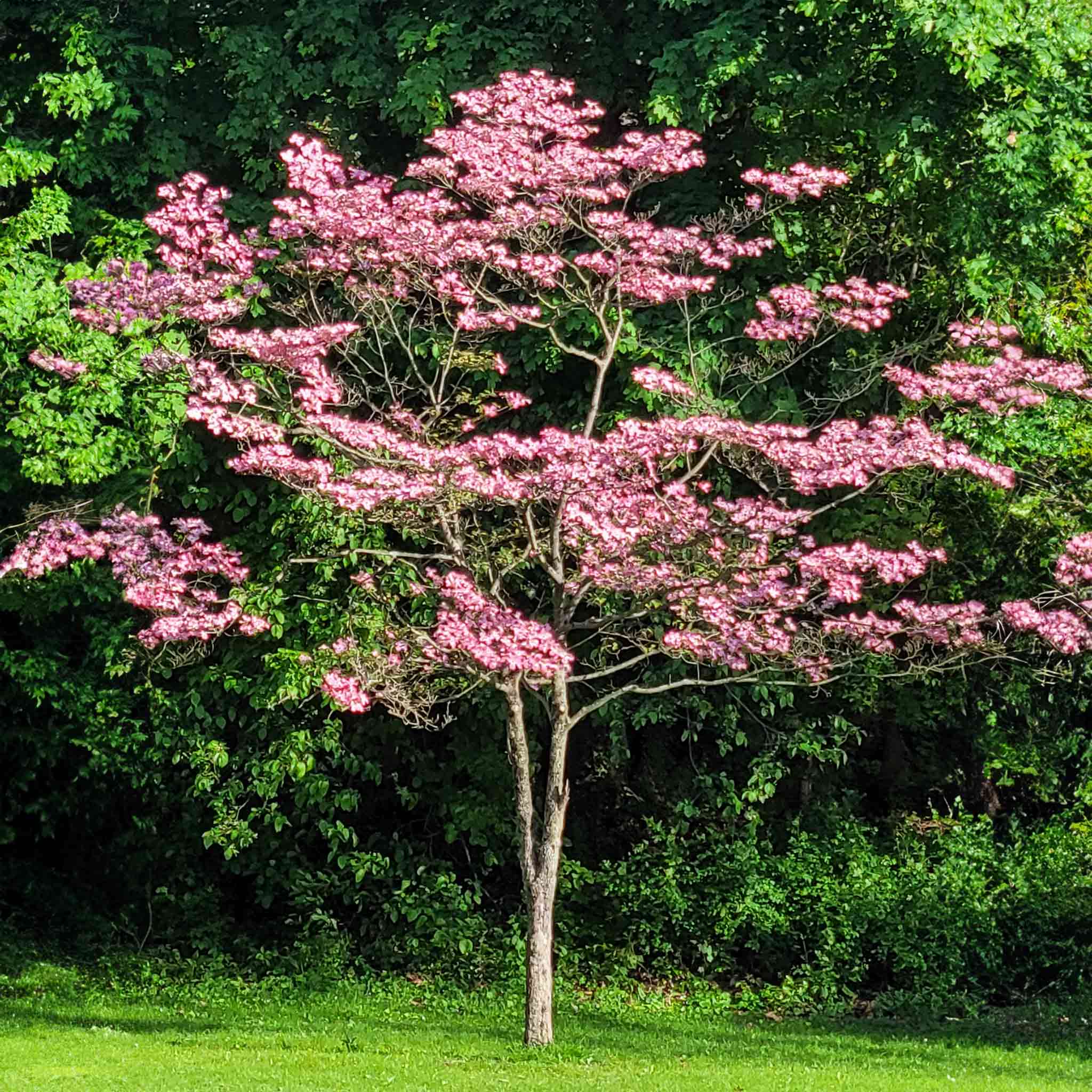 Tree with pink flowers in a forest setting. Henderson Garden Supply