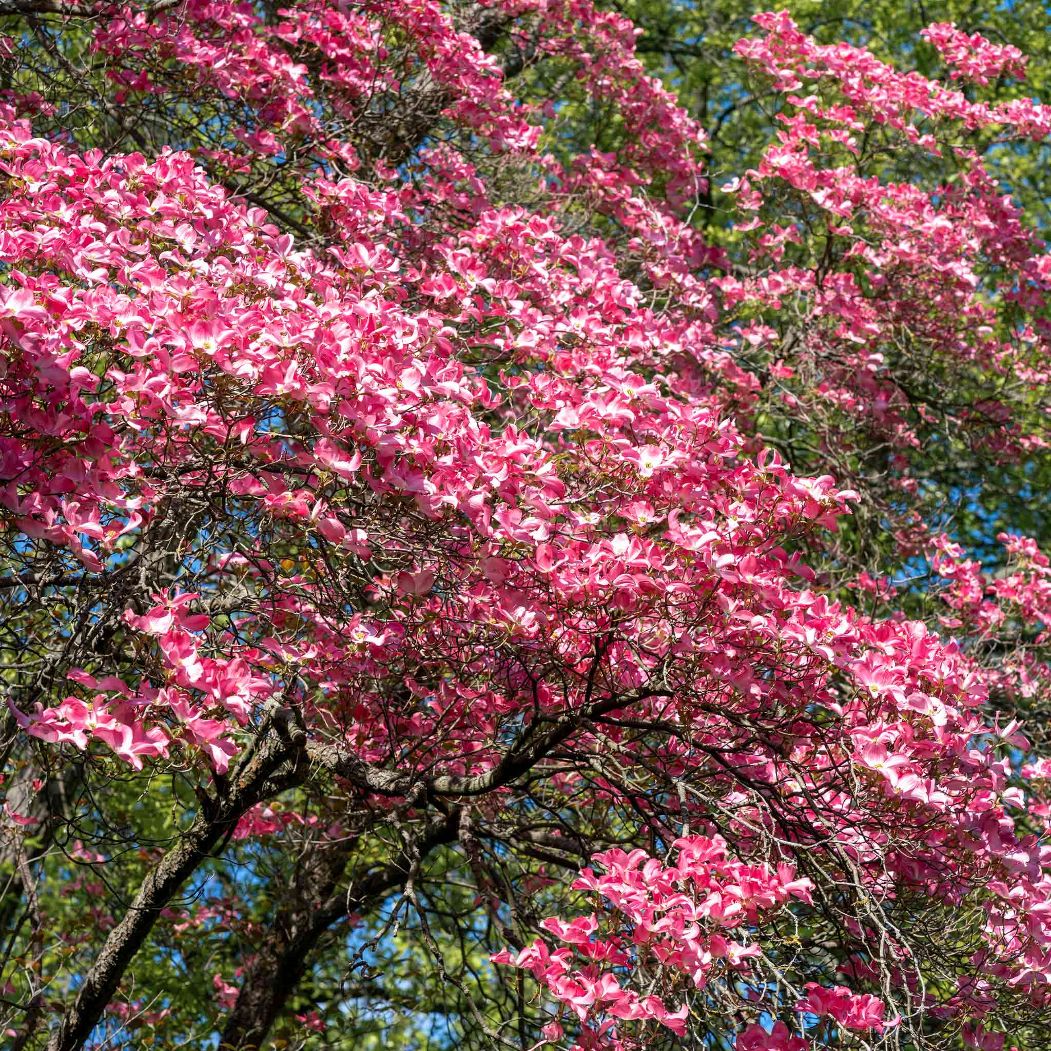 Tree with pink blossoms against a blue sky. Henderson Garden Supply