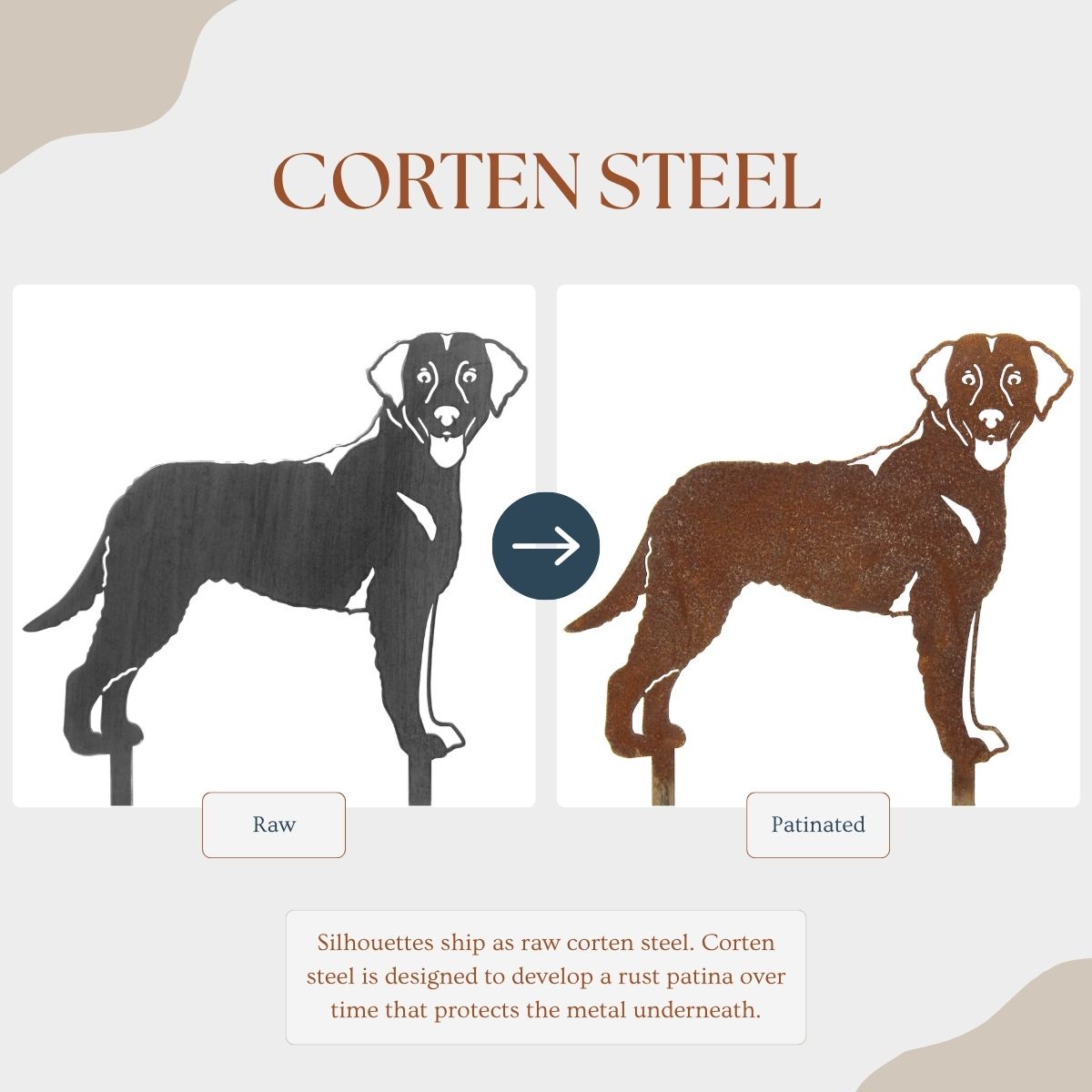 Chesapeake Bay Retriever