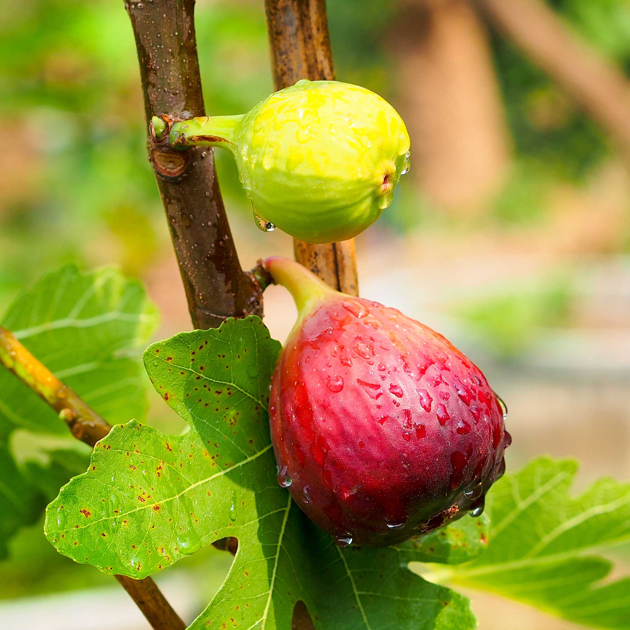 Red and green figs on a tree branch with leaves. Henderson Garden Supply
