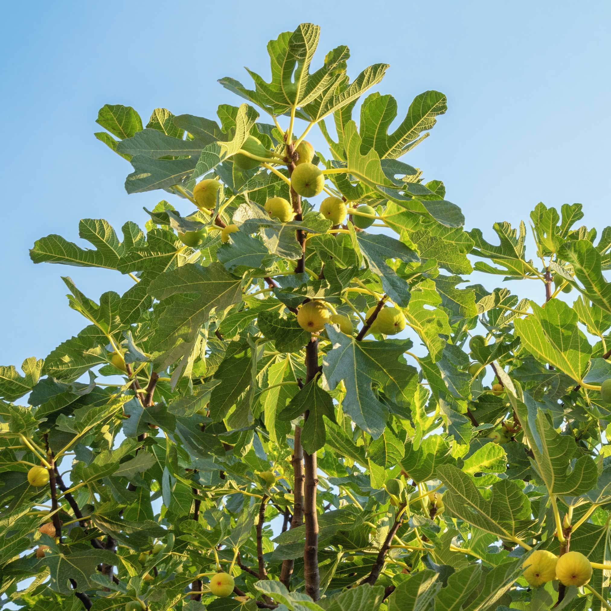 Fig tree with green figs and leaves against a clear blue sky. Henderson Garden Supply