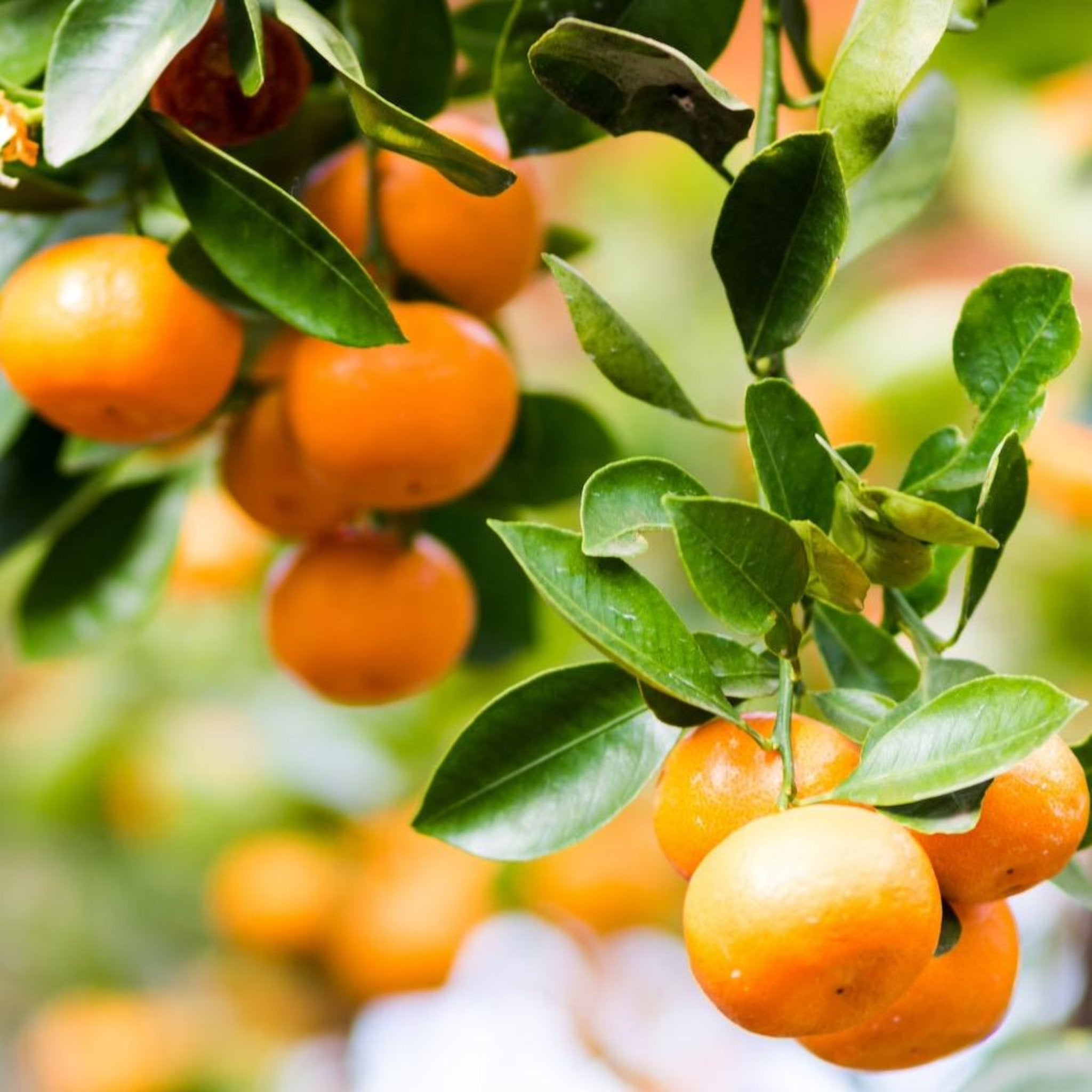 Mandarin hanging from a tree with green leaves - Henderson Garden Supply