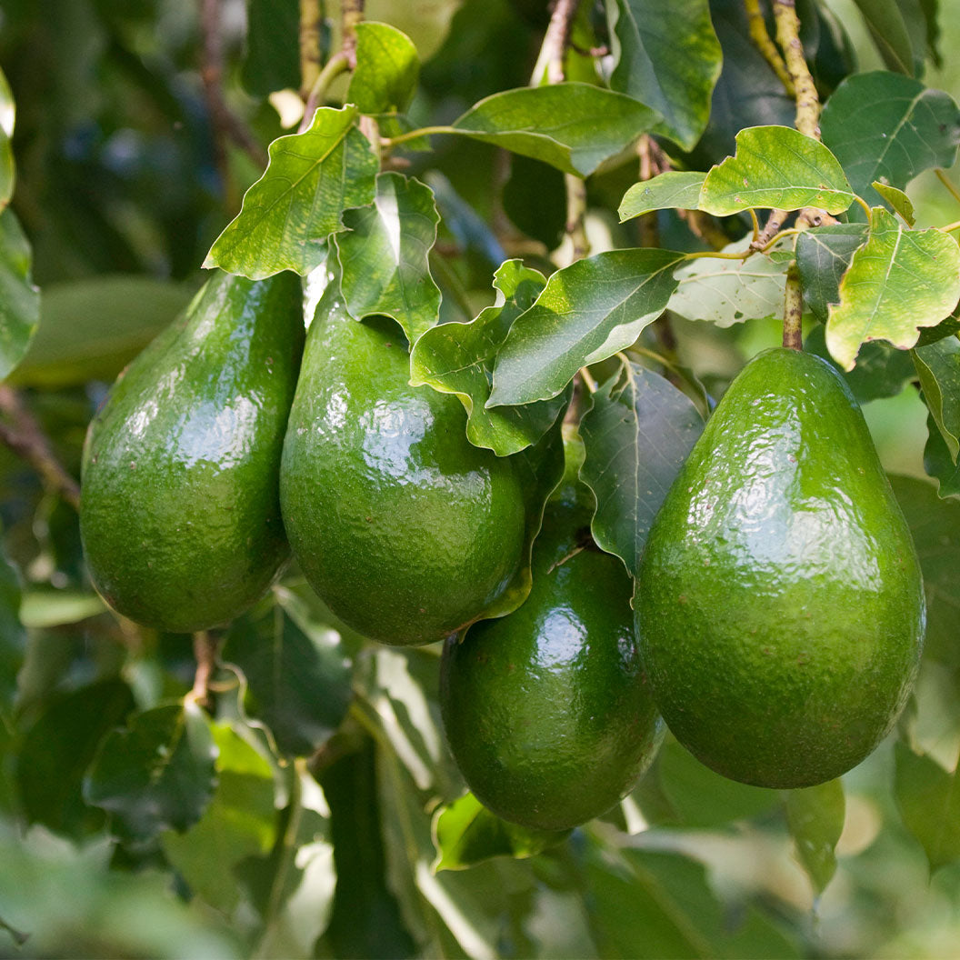Green avocados hanging from a tree with leaves. Henderson Garden Supply