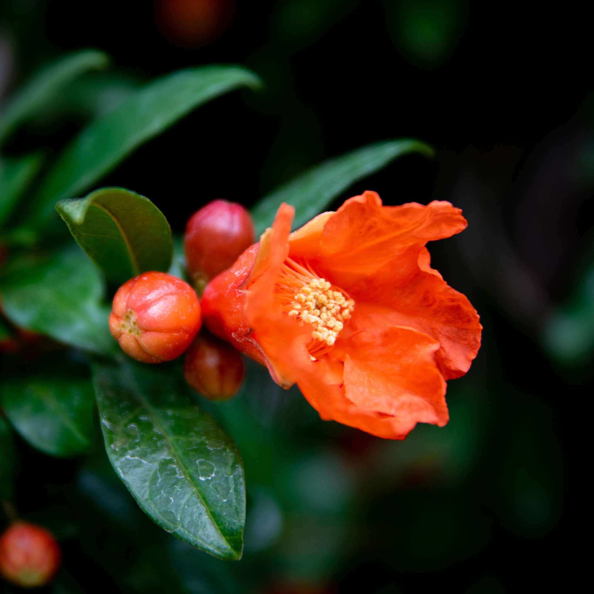Orange flower with green leaves and small red fruits on a dark background. Henderson Garden Supply