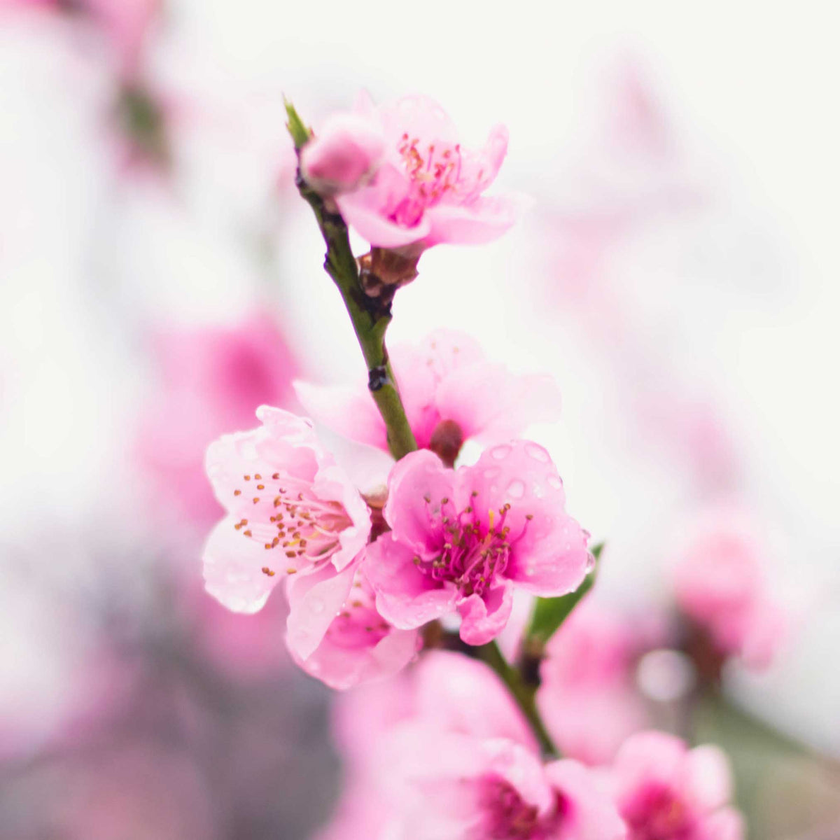 Contender Peach Tree – Cold-Hardy Freestone Peach