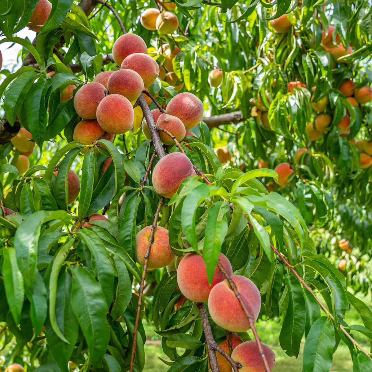 Contender Peach Tree – Cold-Hardy Freestone Peach