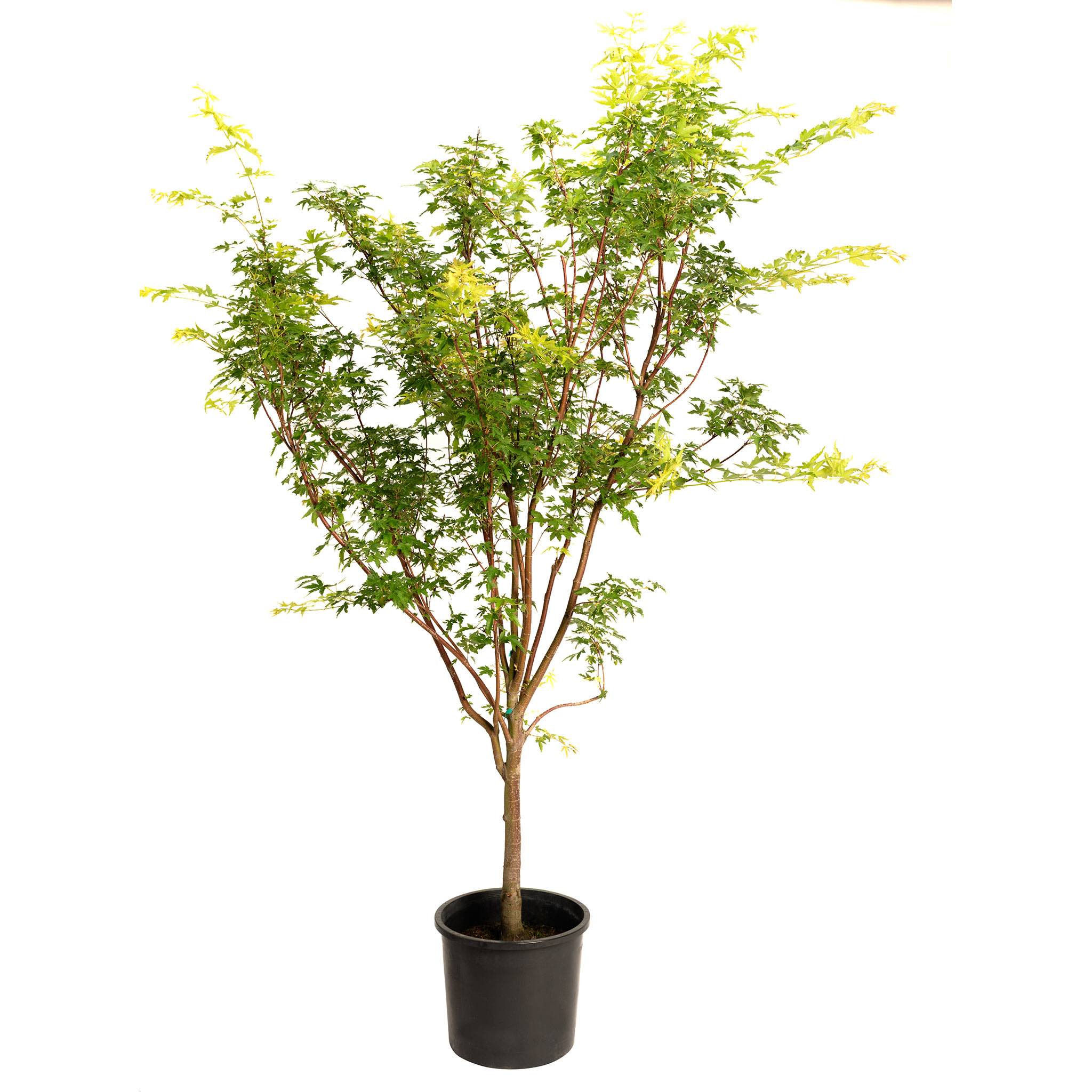 Potted plant with green leaves on a white background. Henderson Garden Supply