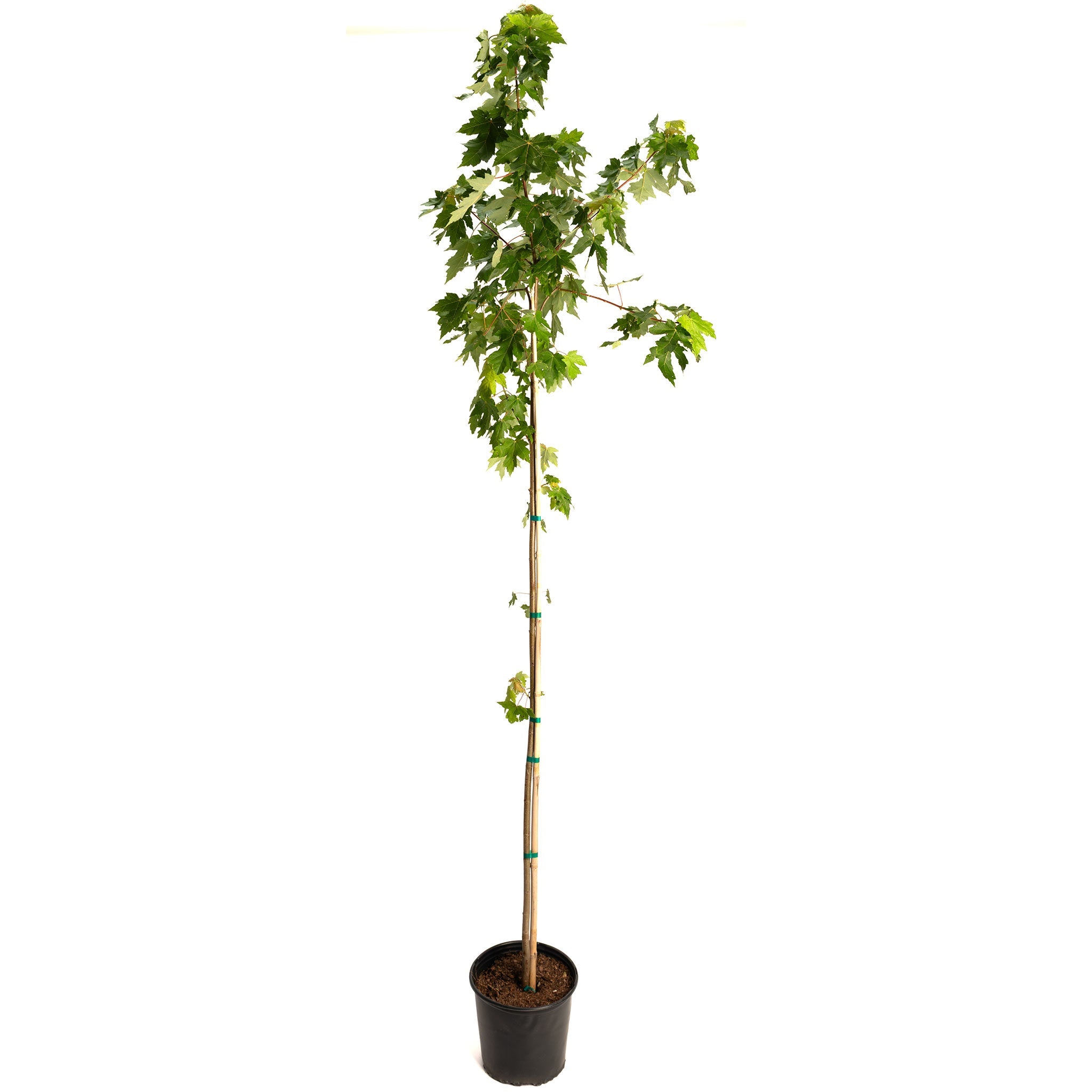 Potted tree with green leaves on a white background. Henderson Garden Supply
