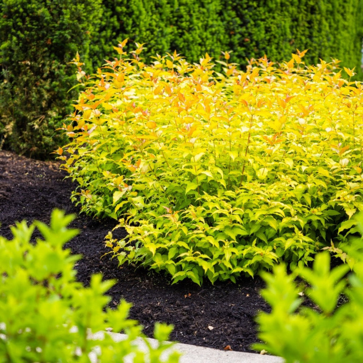 Firefly® Bush Honeysuckle – Golden Foliage Diervilla