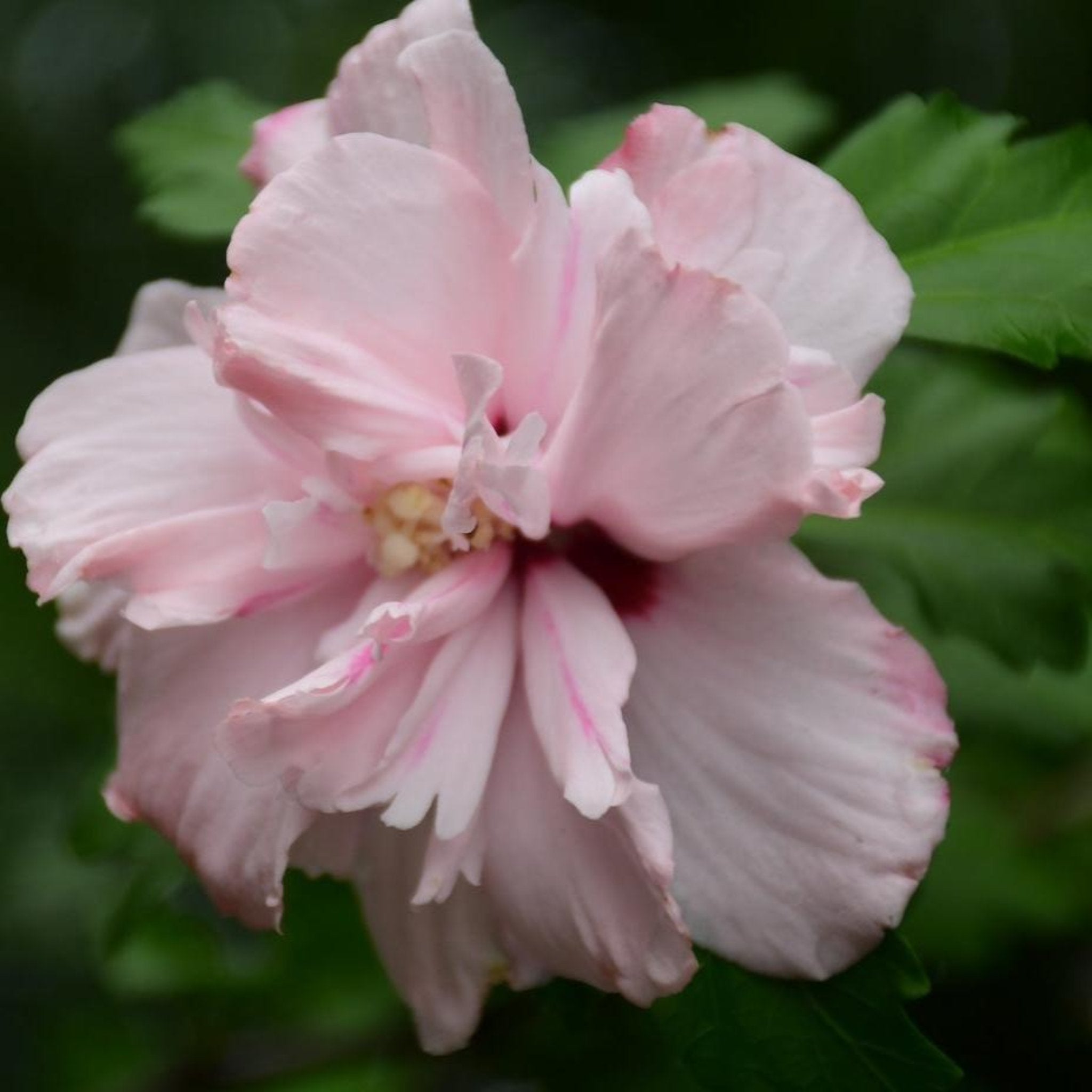 Close-up of a pink flower with green leaves in the background. Henderson Garden Supply