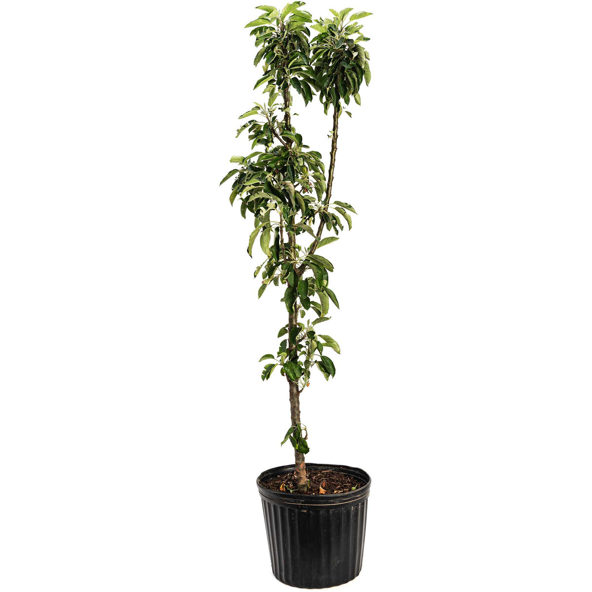 Potted plant with green leaves on a white background. Henderson Garden Supply