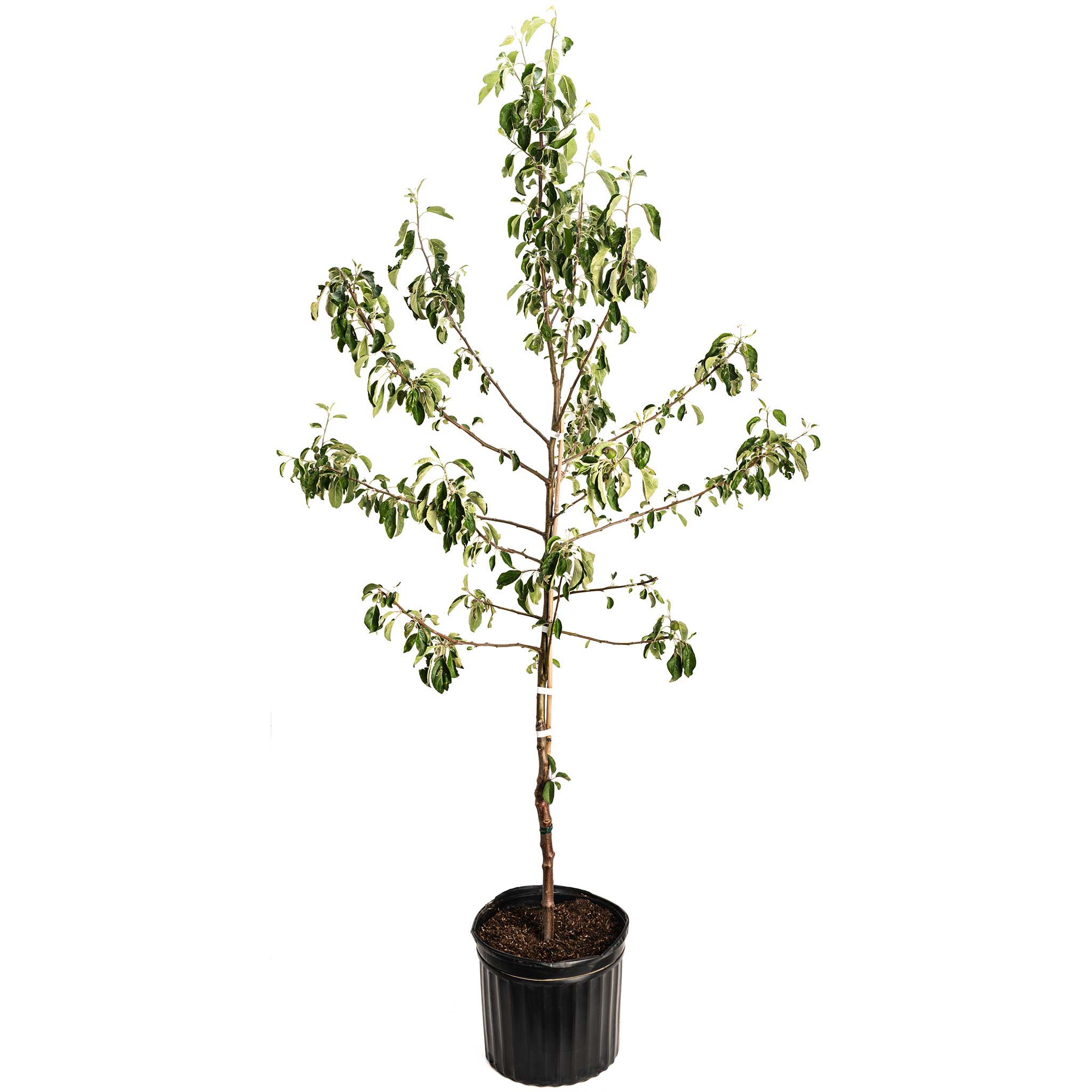 Potted tree with green leaves on a white background. Henderson Garden Supply