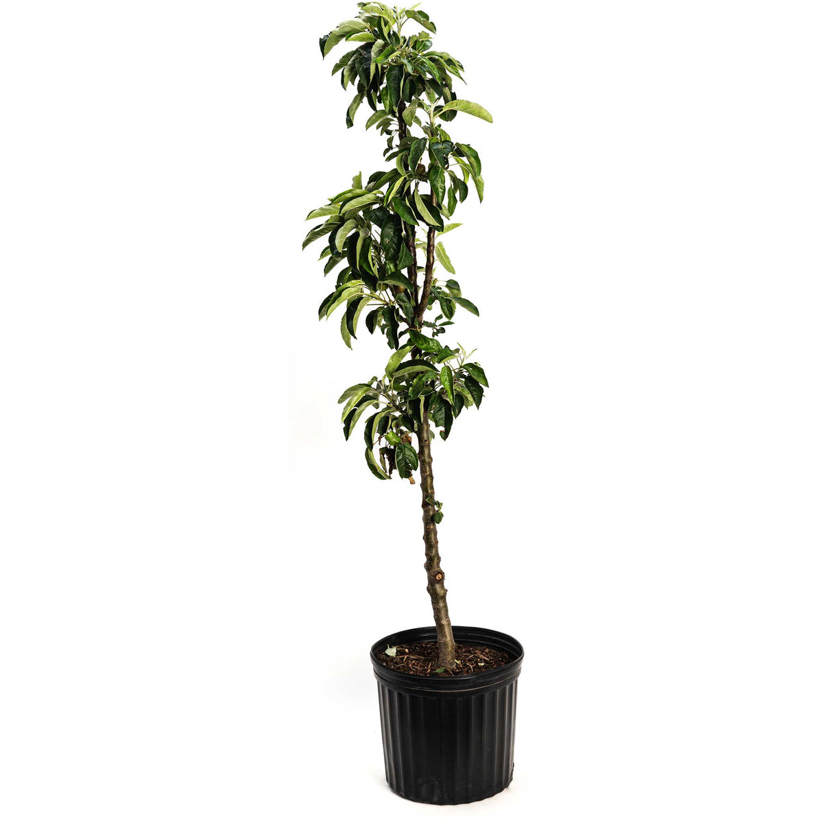 Potted plant with green leaves on a white background. Henderson Garden Supply