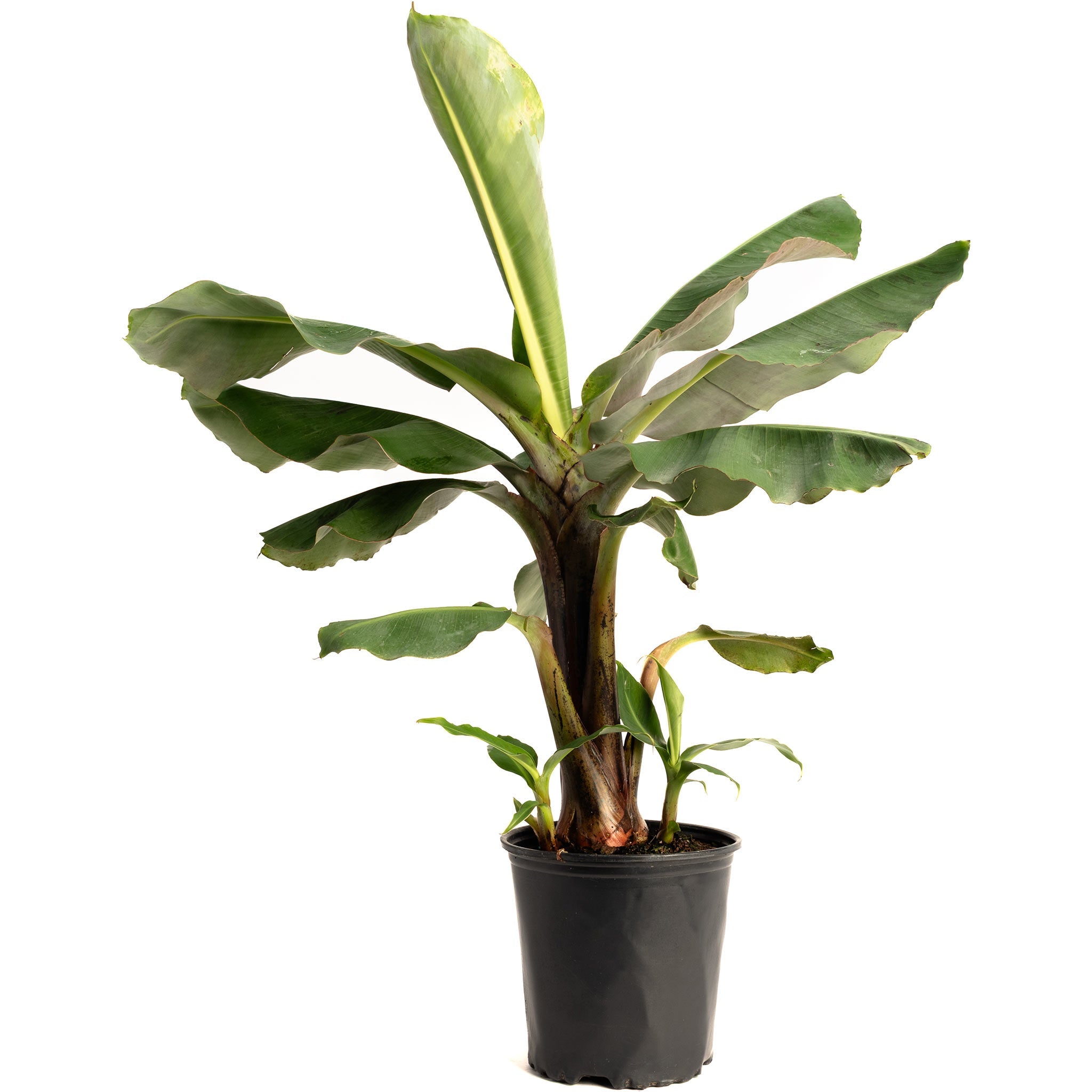 Potted banana plant on a white background. Henderson Garden Supply