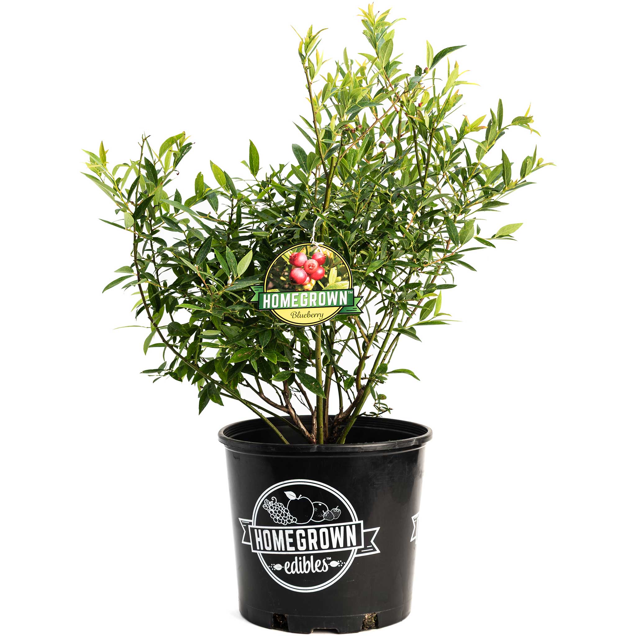 Potted plant with a 'Homegrown Edibles' tag on a white background. Henderson Garden Supply
