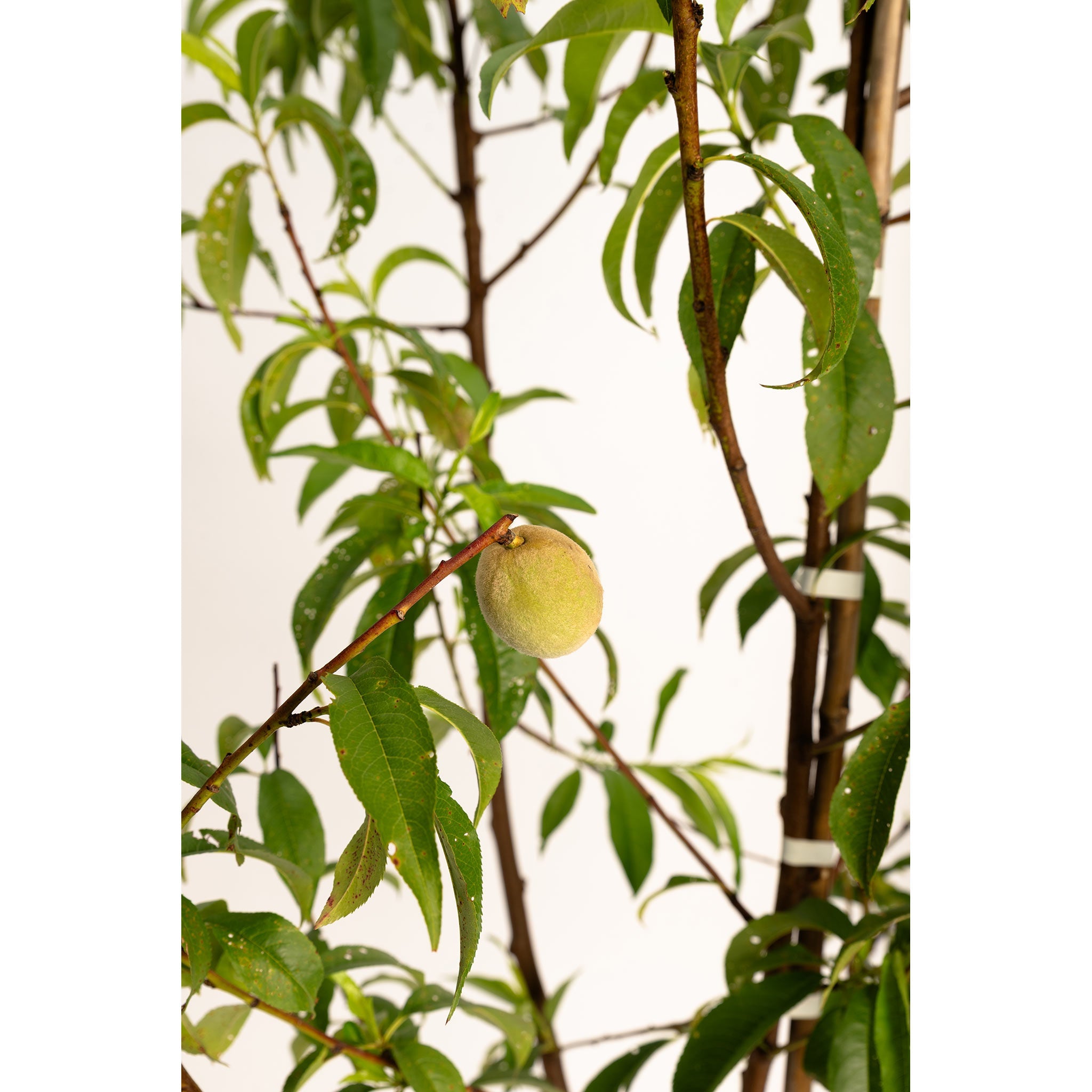 Peach on a tree branch with green leaves against a white background. Henderson Garden Supply