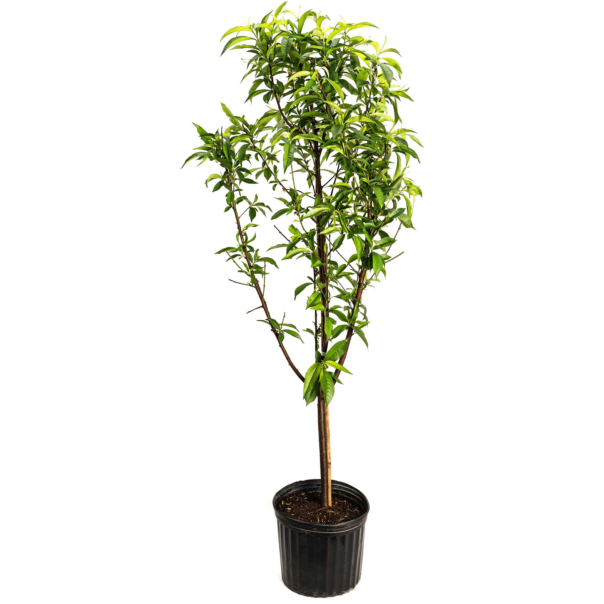 Potted plant with green leaves on a white background. Henderson Garden Supply