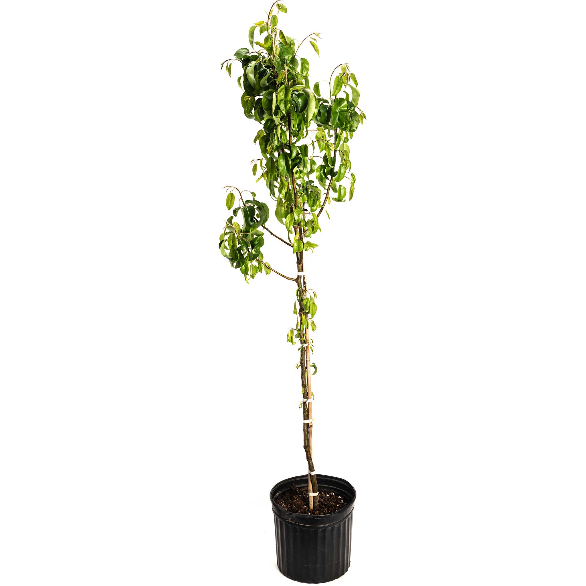 Potted plant with green leaves on a white background - Henderson Garden Supply