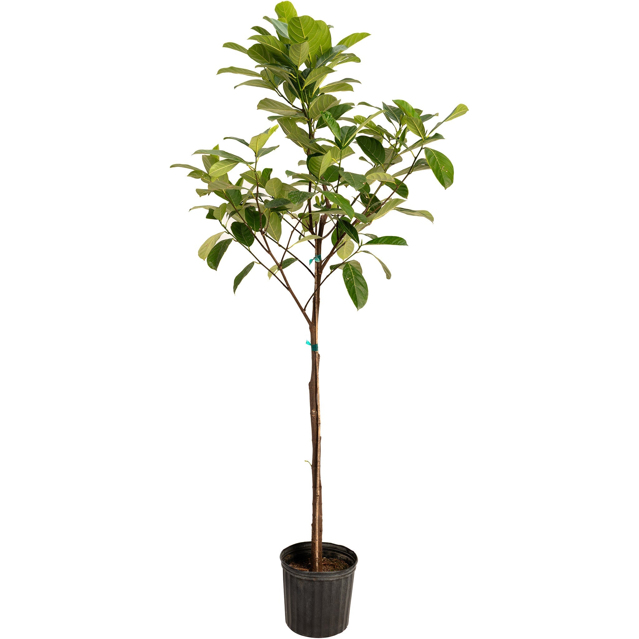 Potted plant with green leaves on a white background. Henderson Garden Supply