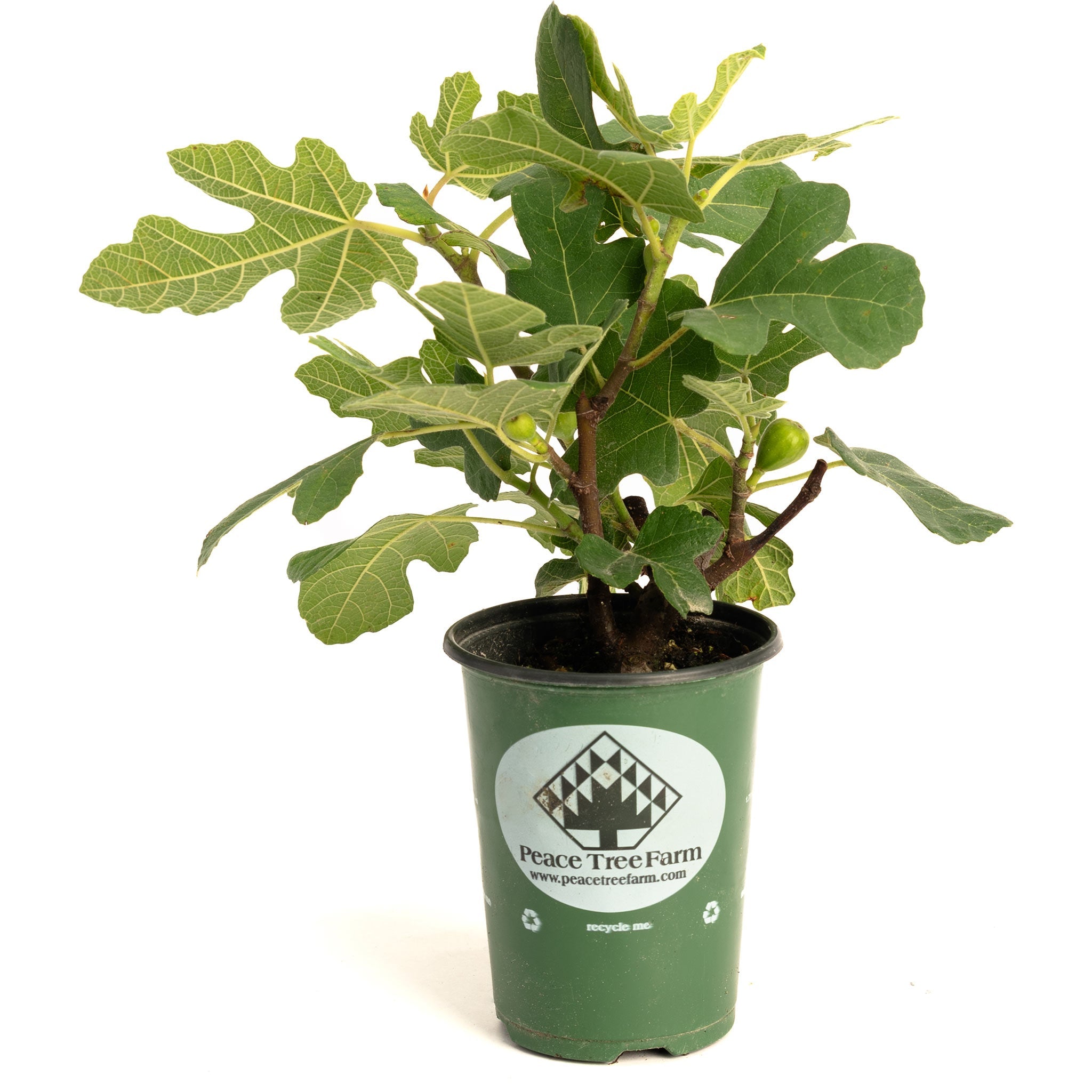 Potted plant with green leaves in a pot labeled 'Peace Tree Farm' on a white background. Henderson Garden Supply